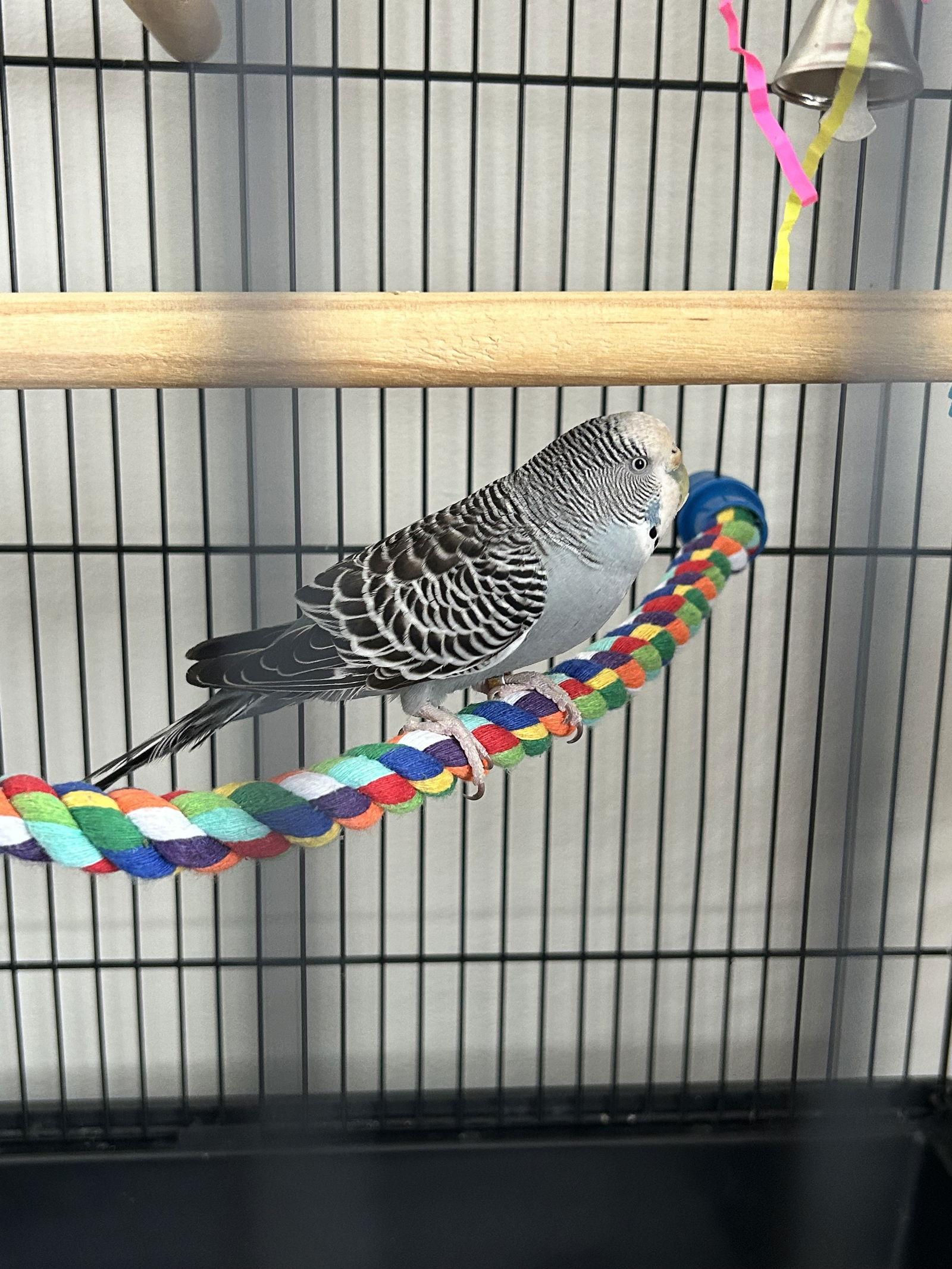 Enlarge Picasso, a Adopted Budgie / Budgerigar in Belford, NJ image 1/3