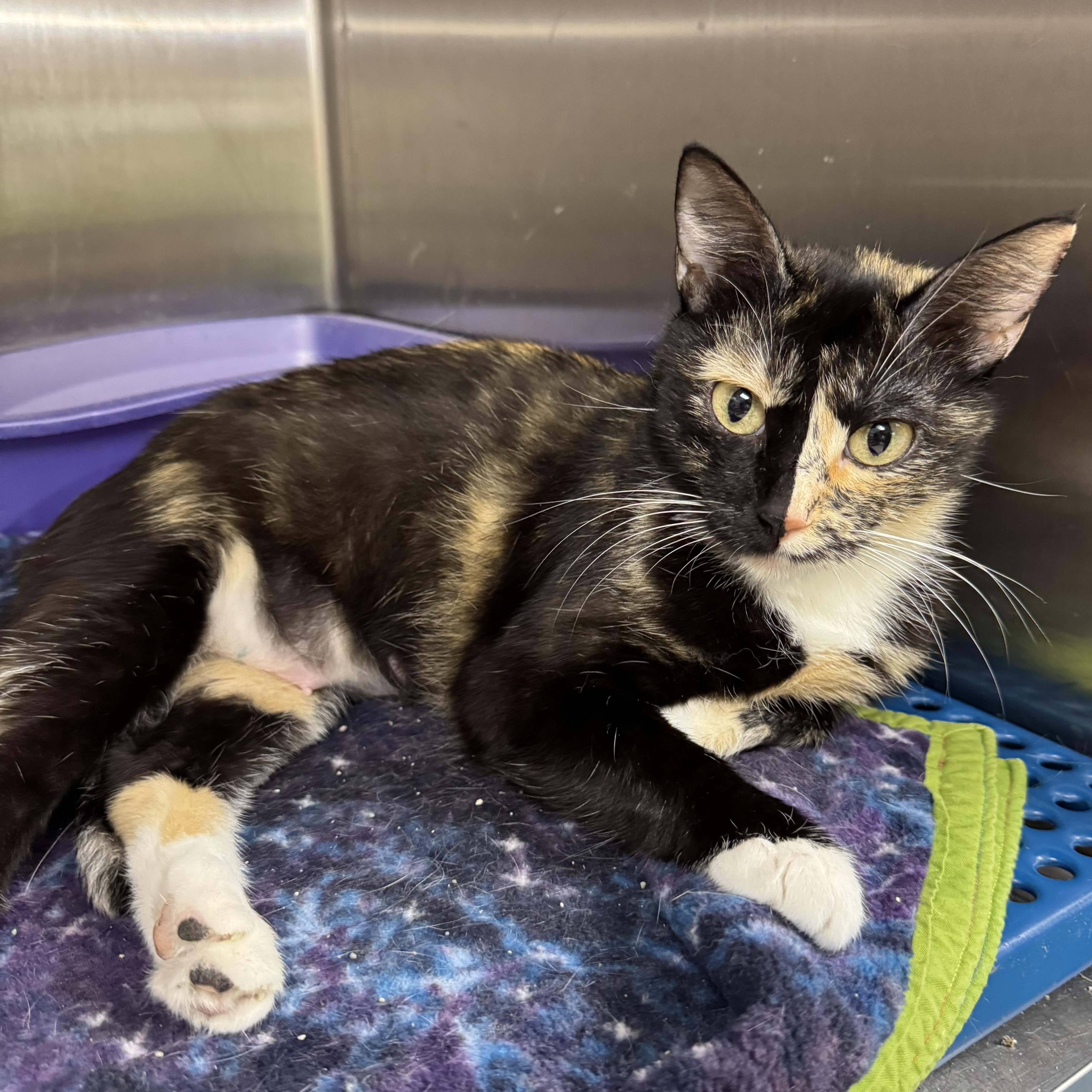 Aimee, Adult Female Domestic Short Hair