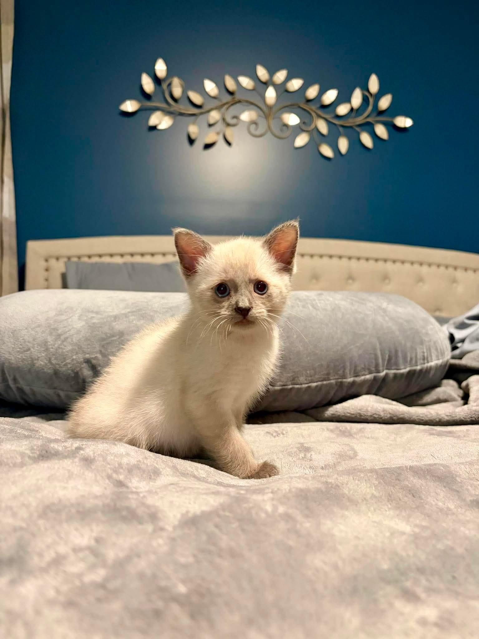 Enlarge Dan (Adoption pending), a Adopted Siamese in Rochester , NY image 6/6