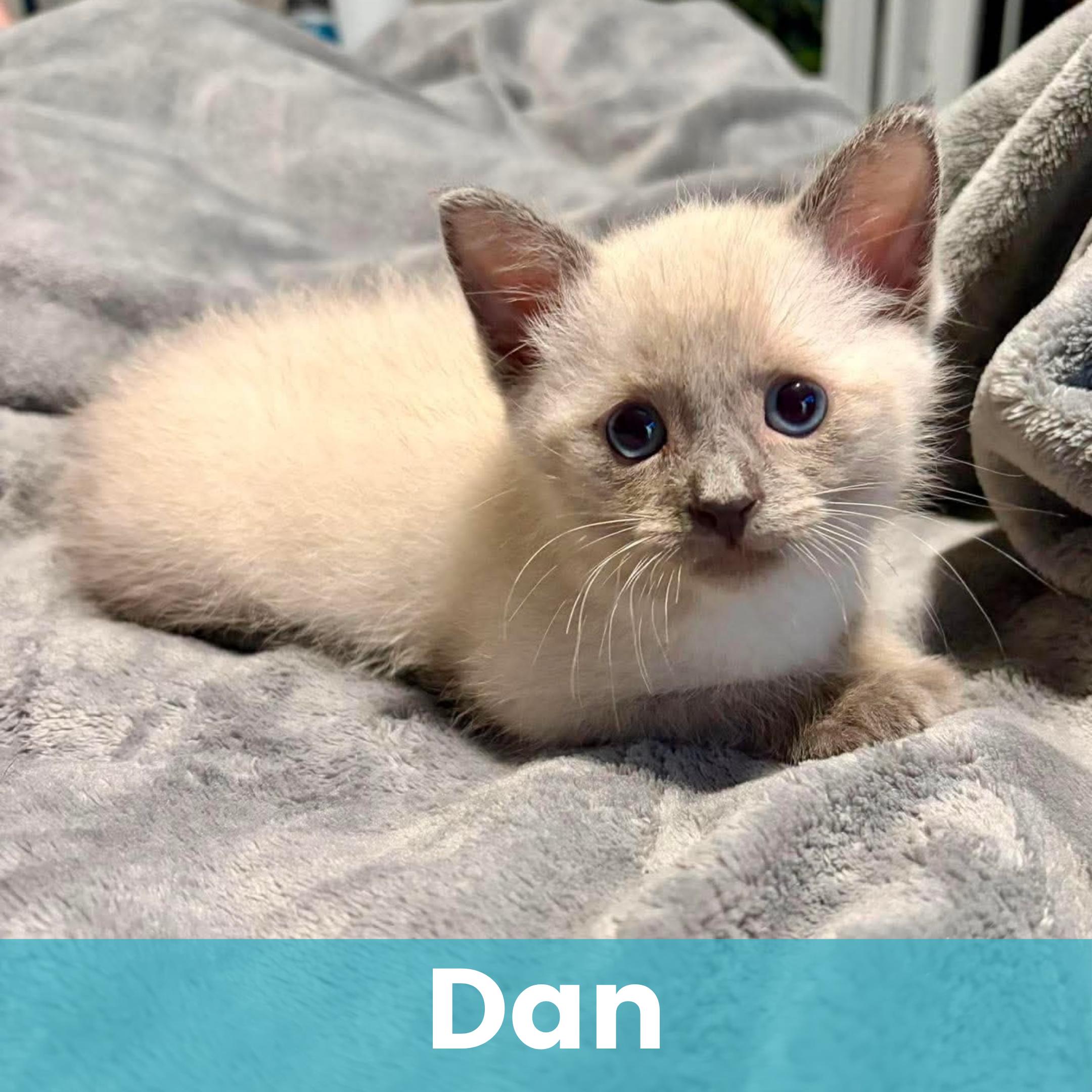 Enlarge Dan (Adoption pending), a Adopted Siamese in Rochester , NY image 1/6