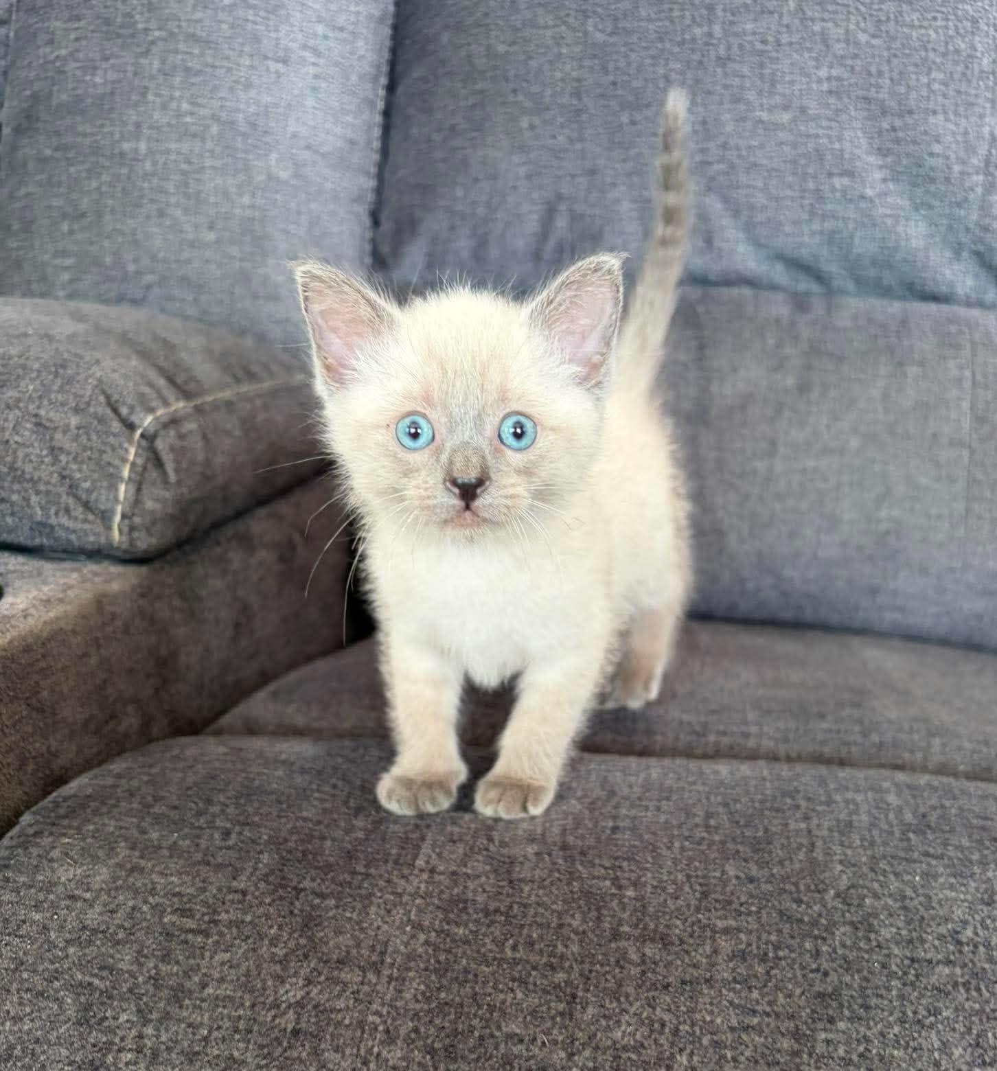 Enlarge Dan (Adoption pending), a Adopted Siamese in Rochester , NY image 3/6