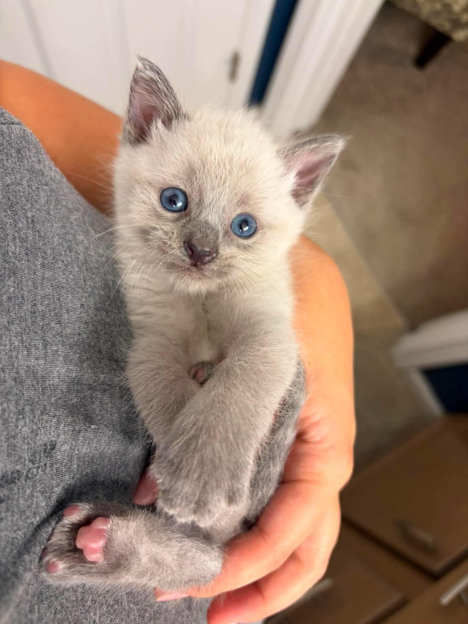 Enlarge Dan (Adoption pending), a Adopted Siamese in Rochester , NY image 2/6