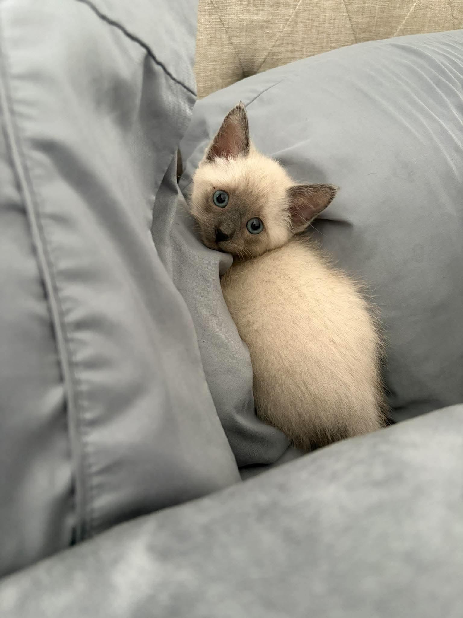Enlarge Dan (Adoption pending), a Adopted Siamese in Rochester , NY image 4/6