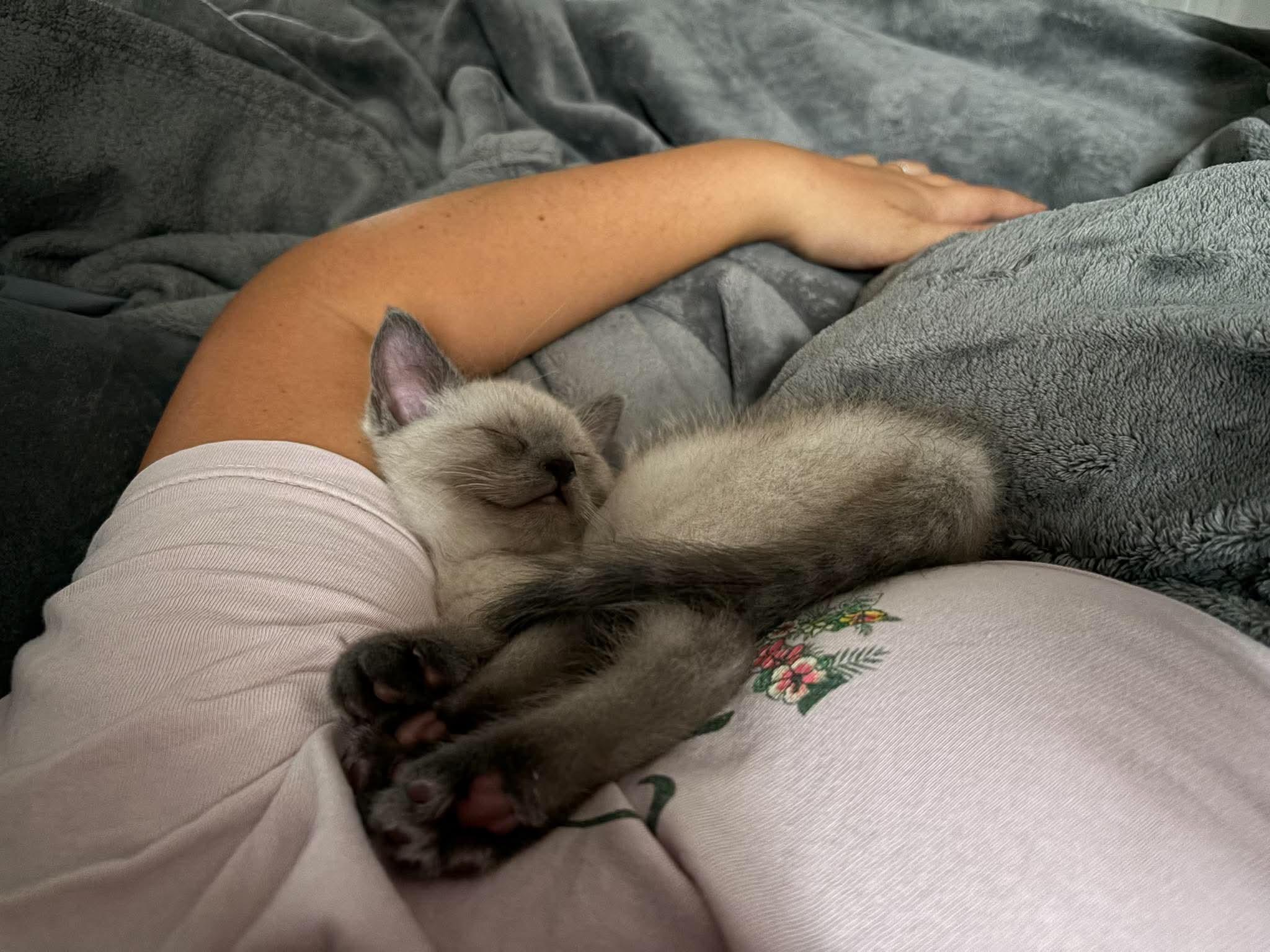 Enlarge Dan (Adoption pending), a Adopted Siamese in Rochester , NY image 5/6