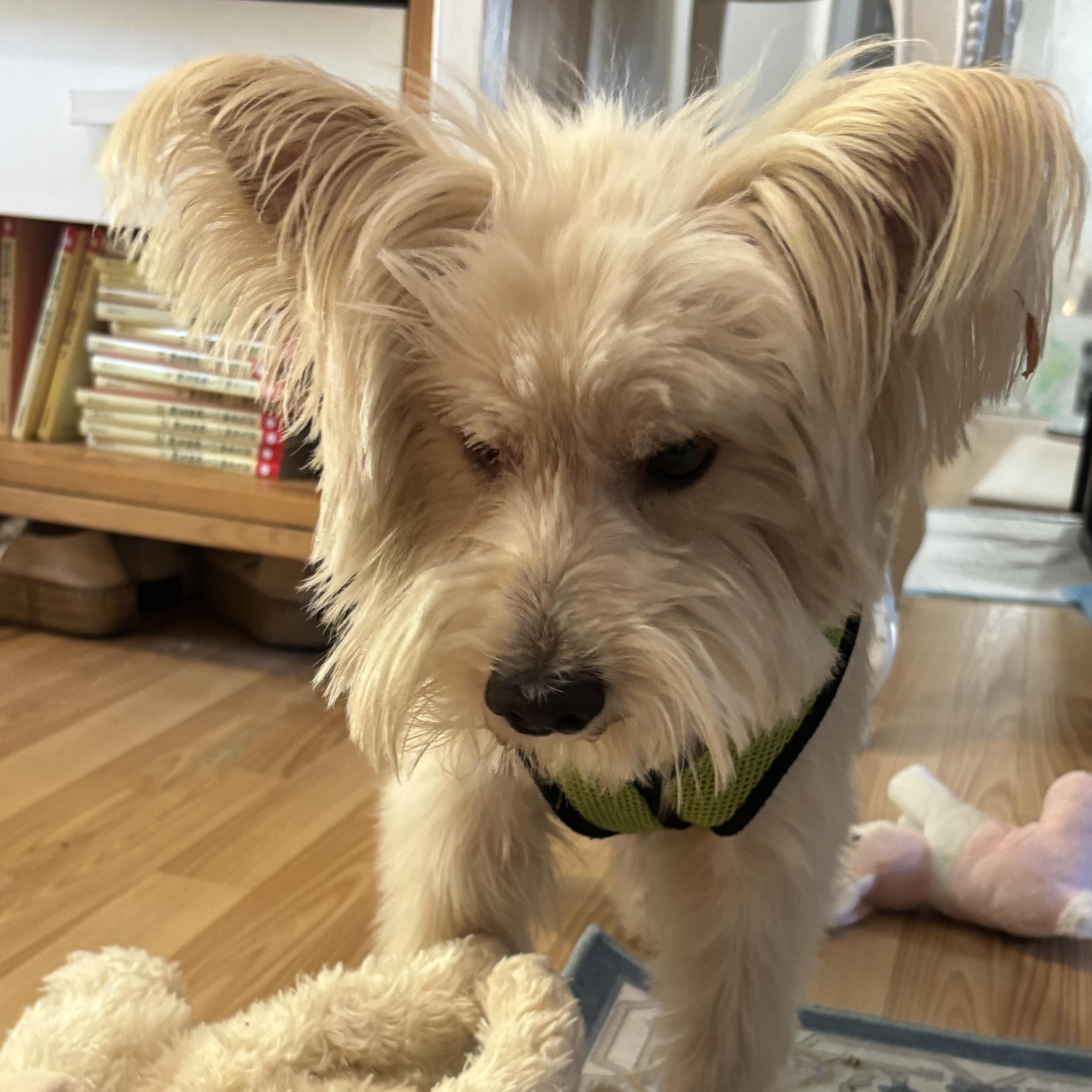 George, Adopted, Adult Male Yorkshire Terrier.