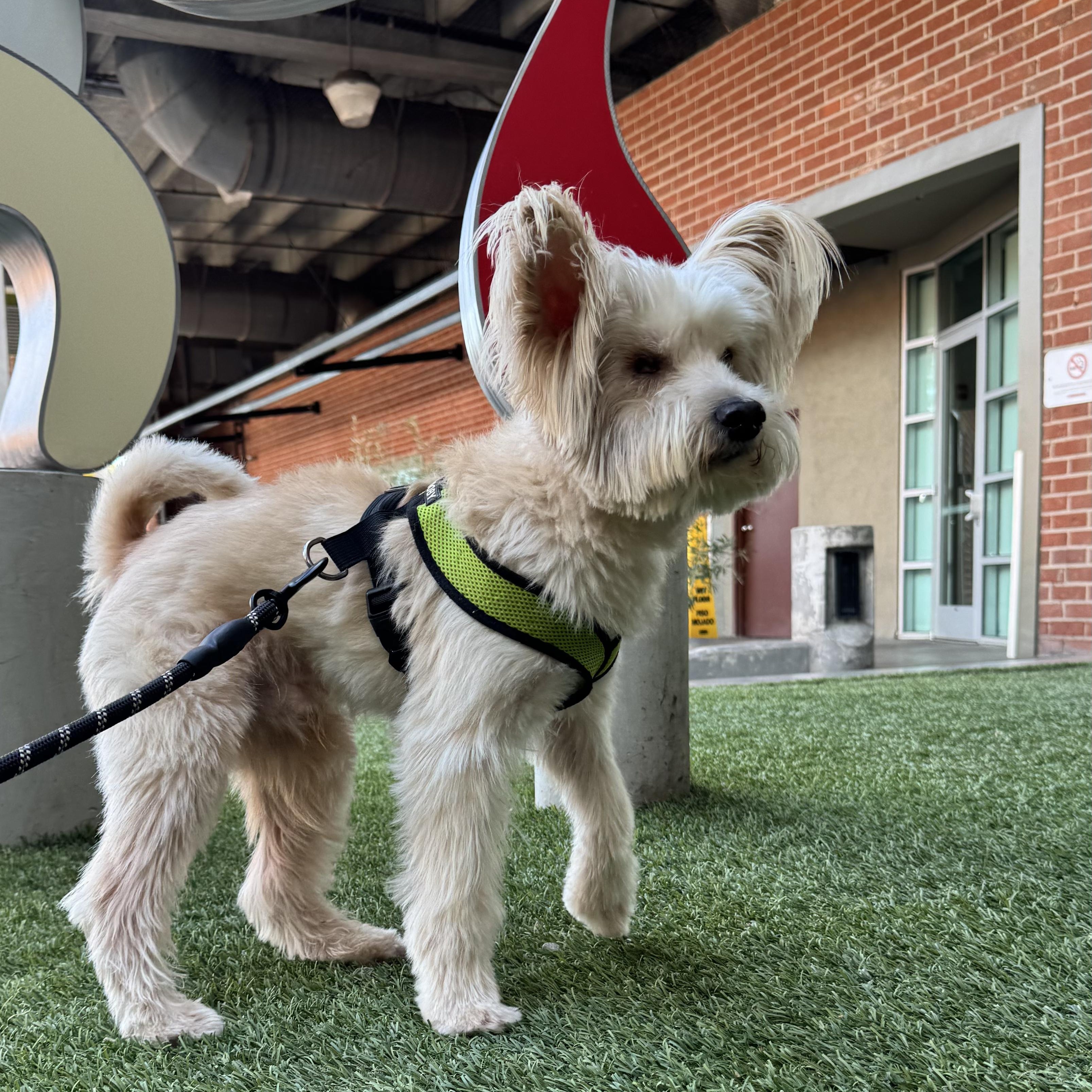 Enlarge George, a Adopted Yorkshire Terrier in Los Angeles, CA image 2/6