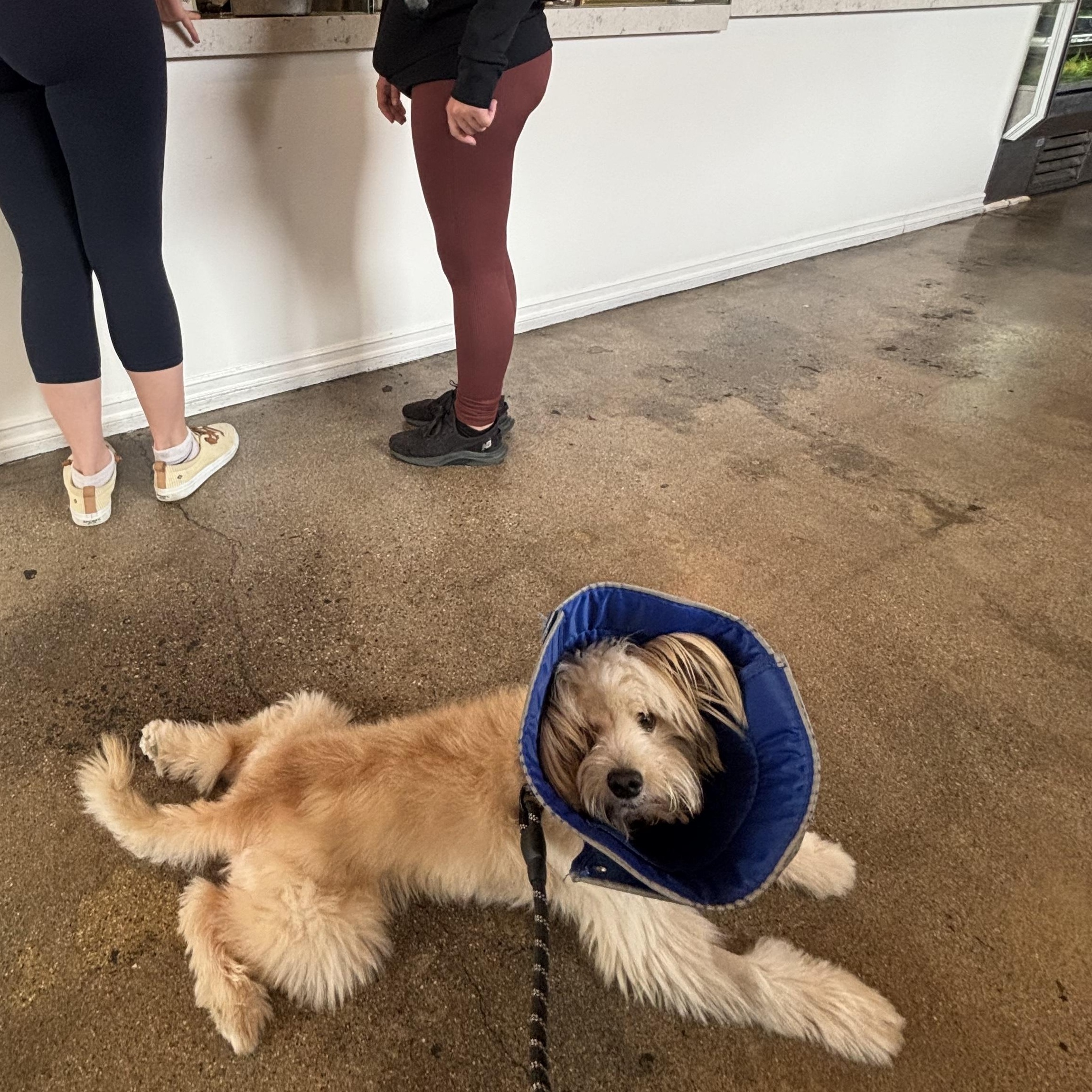 Enlarge George, a Adopted Yorkshire Terrier in Los Angeles, CA image 5/6