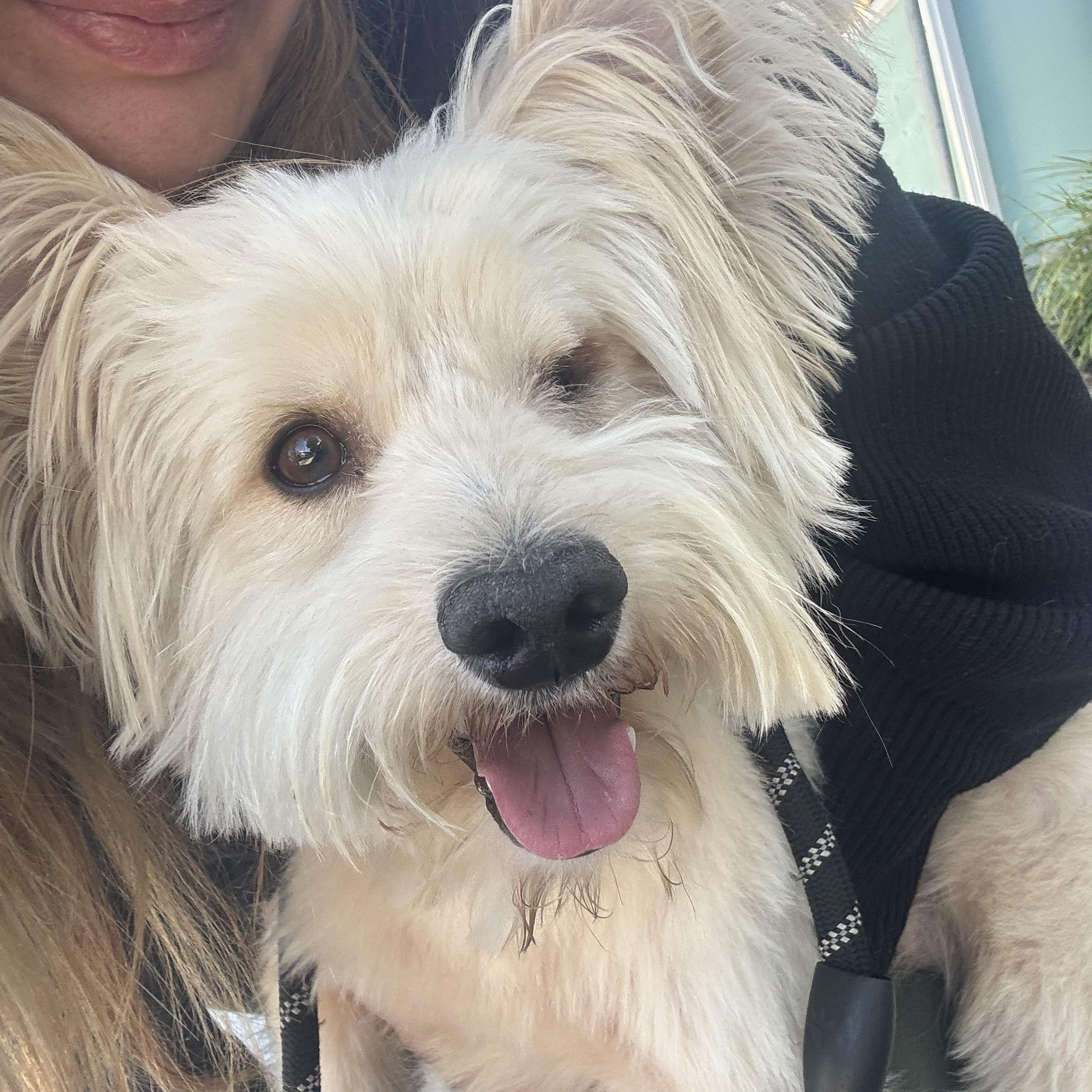 Enlarge George, a Adopted Yorkshire Terrier in Los Angeles, CA image 3/6