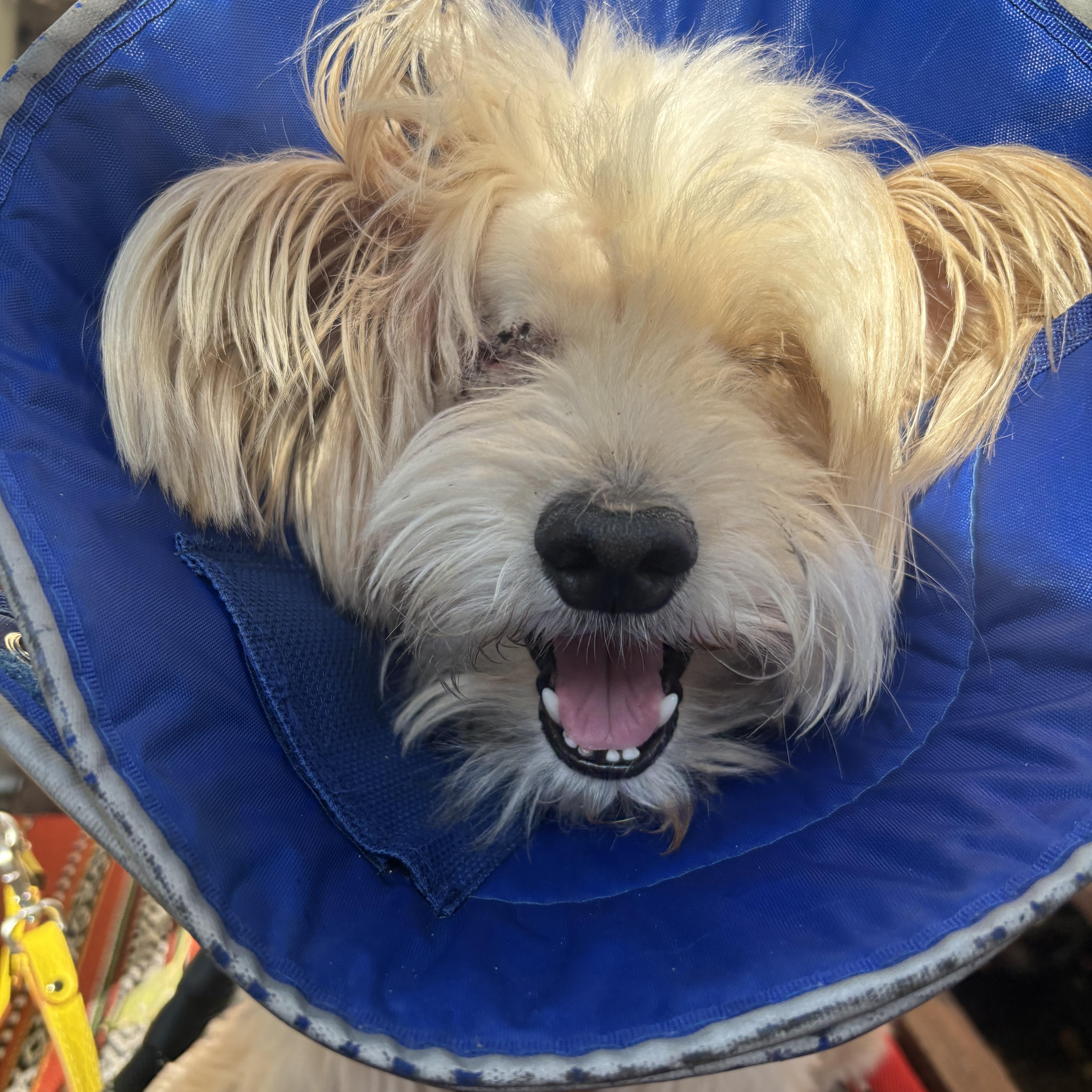 Enlarge George, a Adopted Yorkshire Terrier in Los Angeles, CA image 6/6