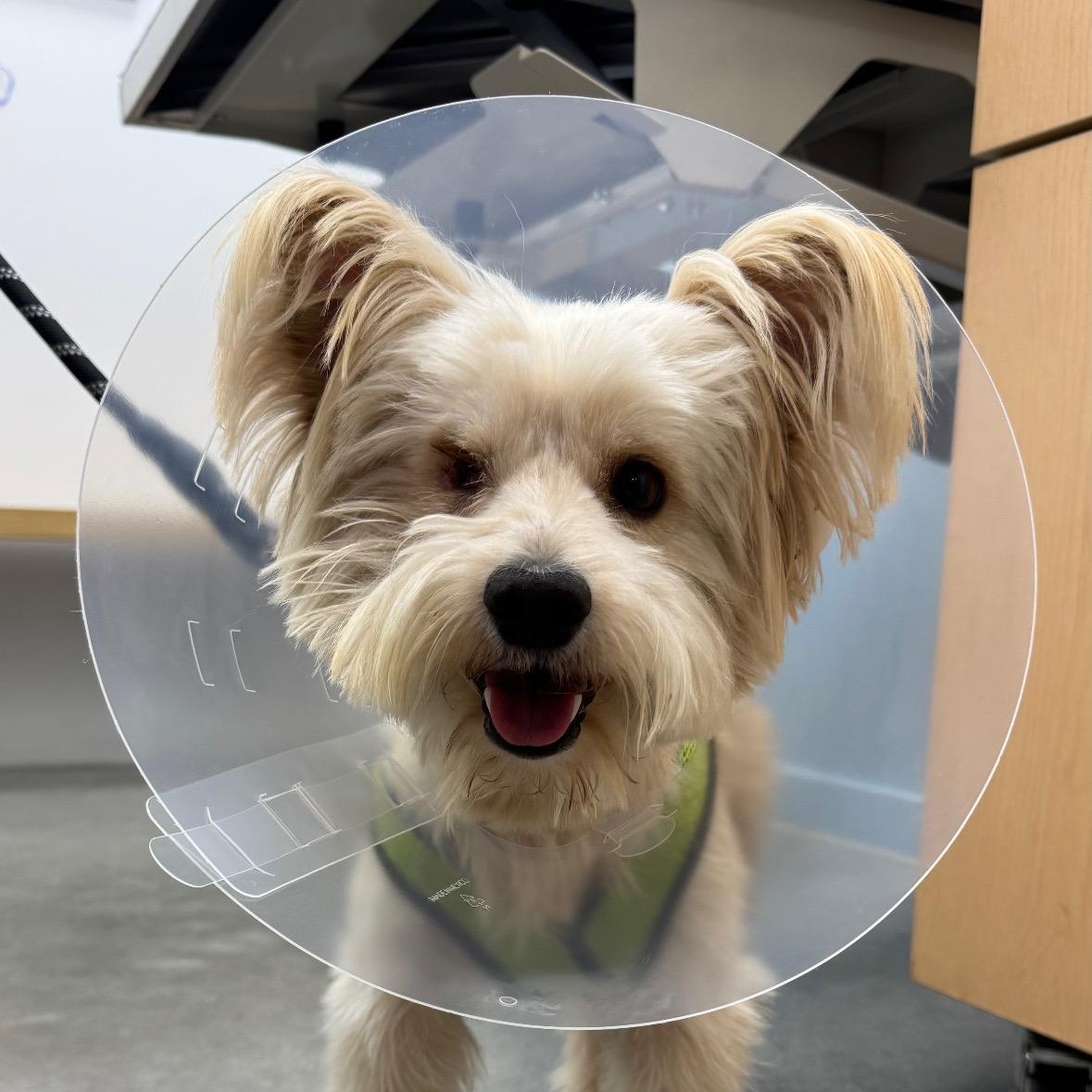 Enlarge George, a Adopted Yorkshire Terrier in Los Angeles, CA image 4/6