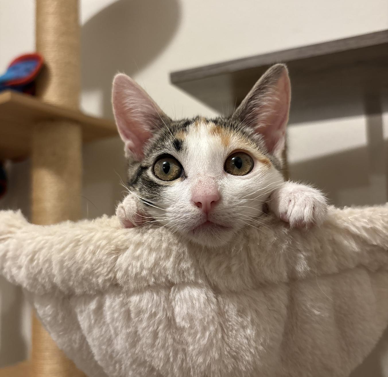 Twiggy, a ADOPTABLE Domestic Short Hair in Honolulu, HI image 4/6