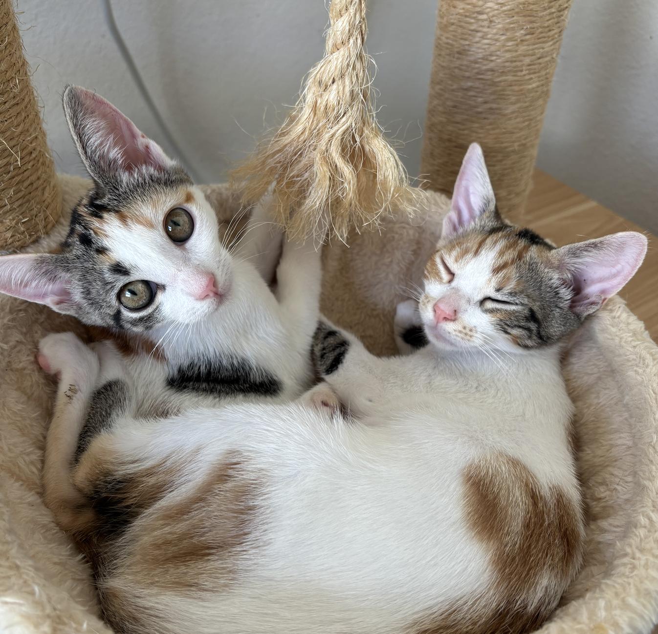 Twiggy, a ADOPTABLE Domestic Short Hair in Honolulu, HI image 3/6