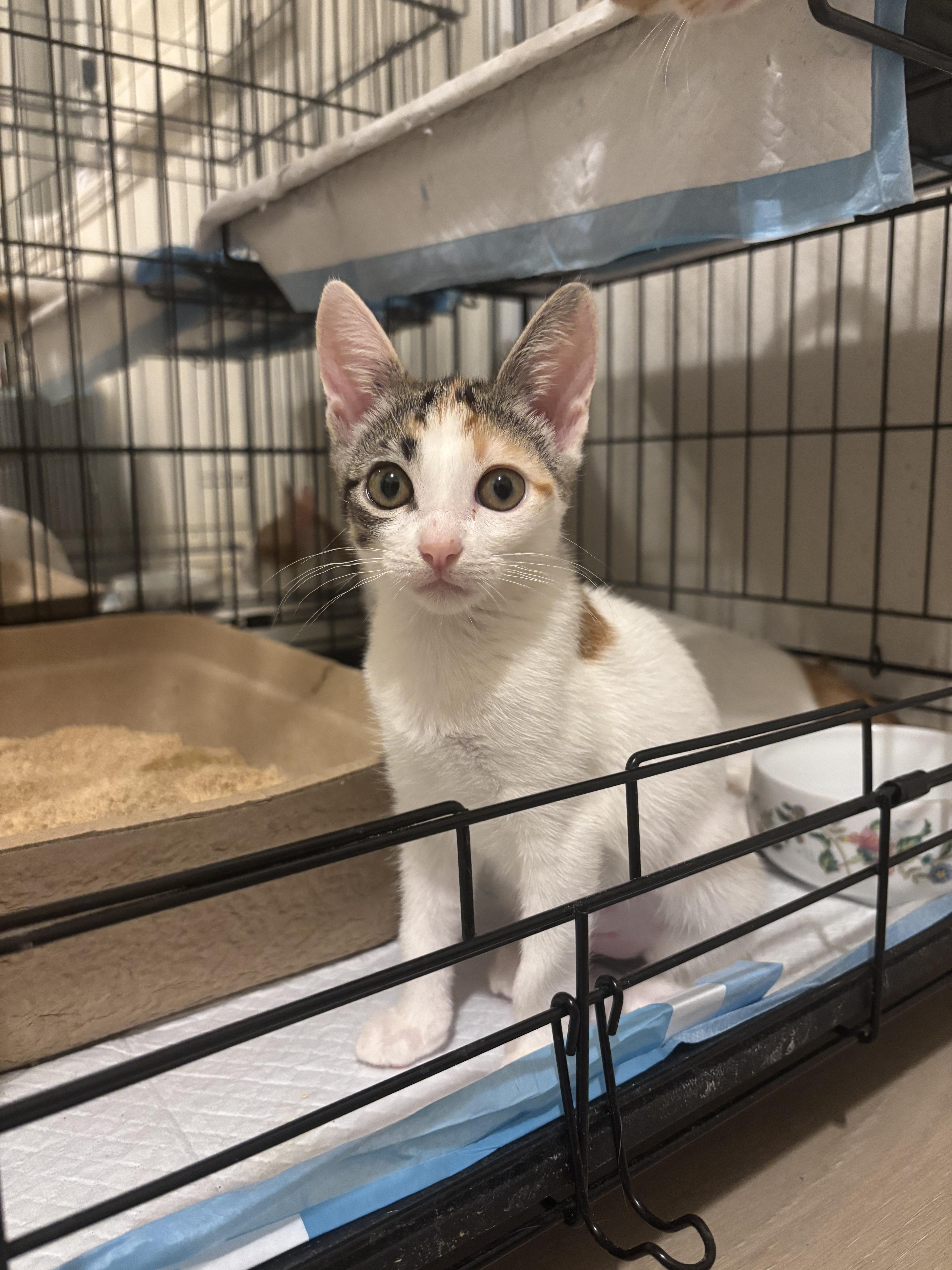 Twiggy, a ADOPTABLE Domestic Short Hair in Honolulu, HI image 6/6