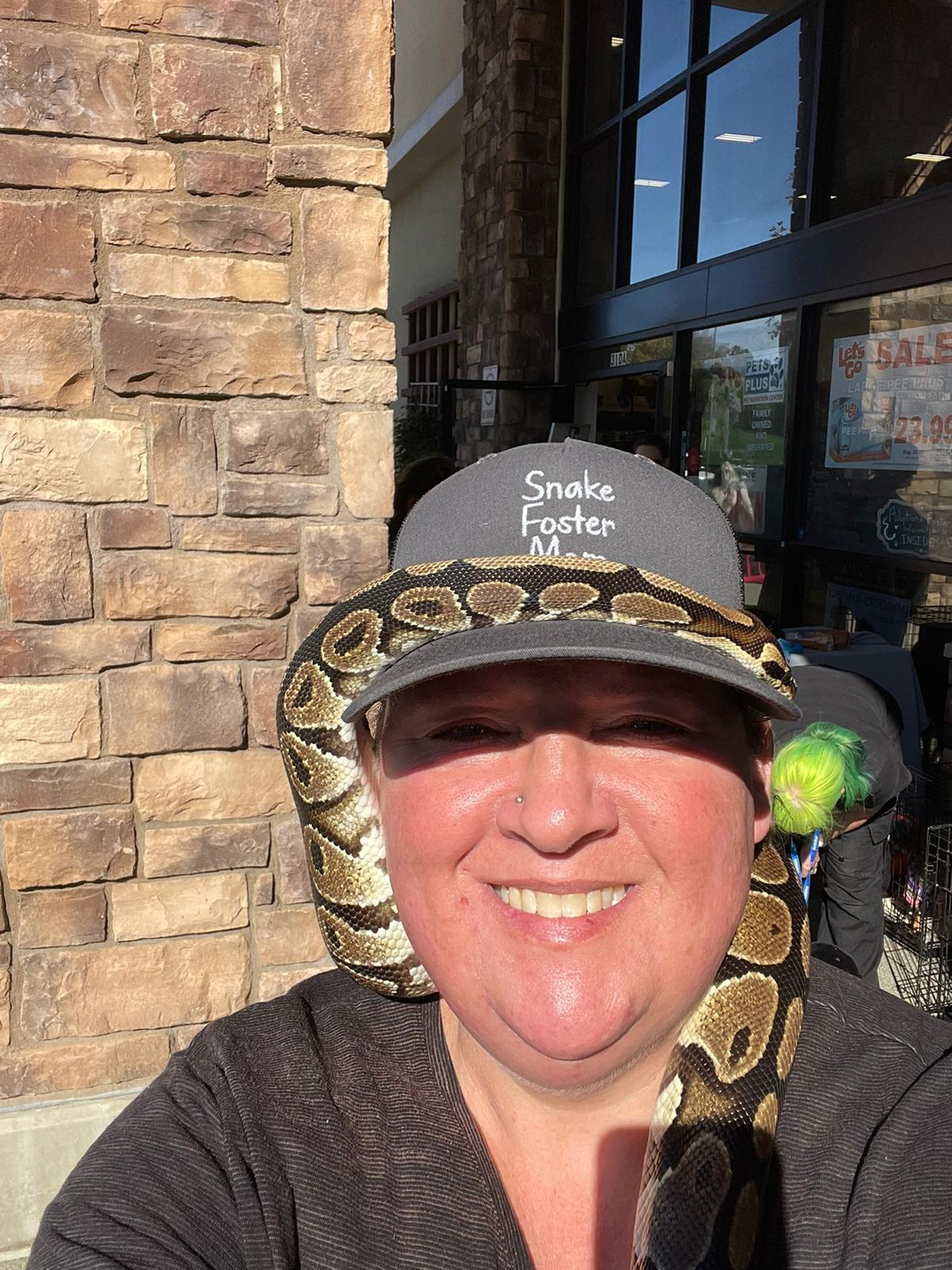 Enlarge Fettuccine #1242, a ADOPTABLE Ball Python in Vista, CA image 5/6