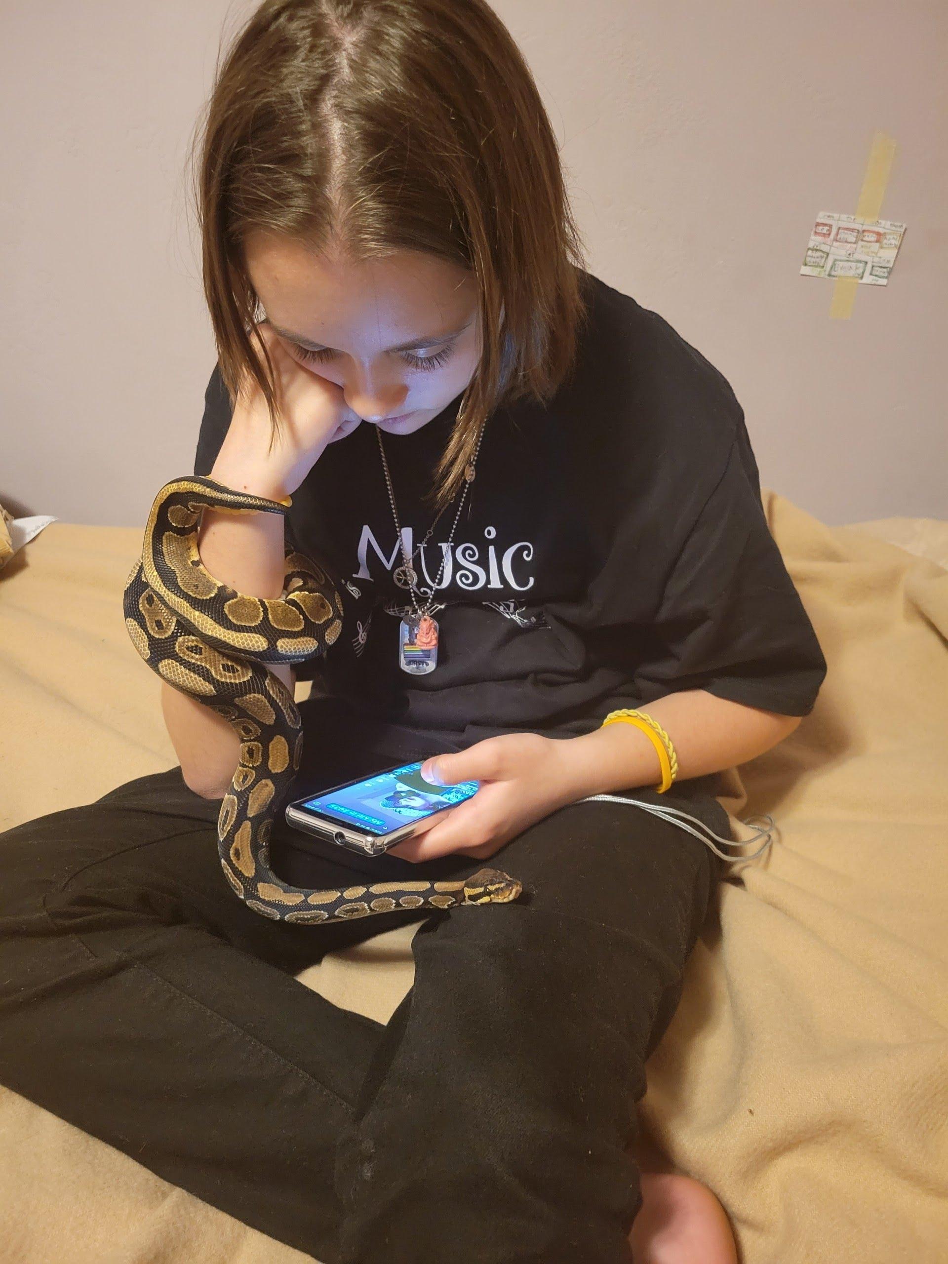 Enlarge Fettuccine #1242, a ADOPTABLE Ball Python in Vista, CA image 3/6