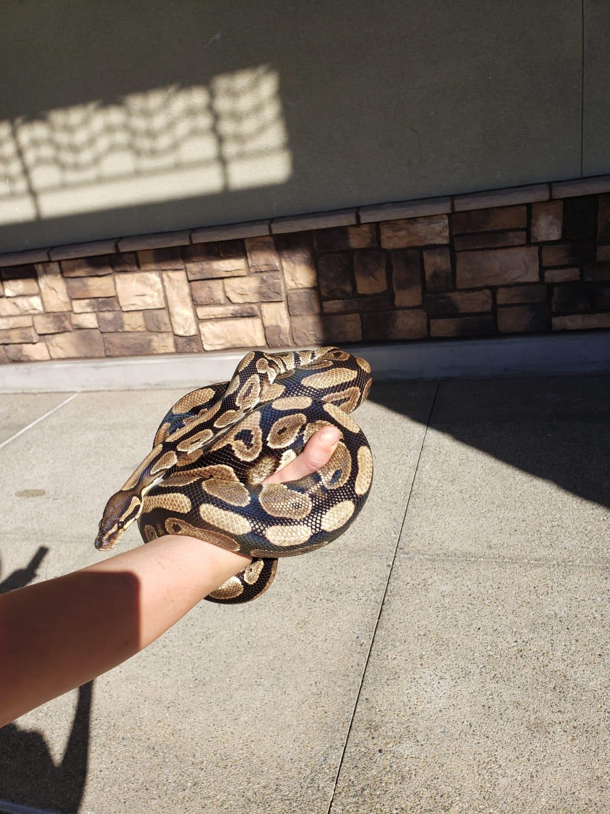 Enlarge Fettuccine #1242, a ADOPTABLE Ball Python in Vista, CA image 4/6