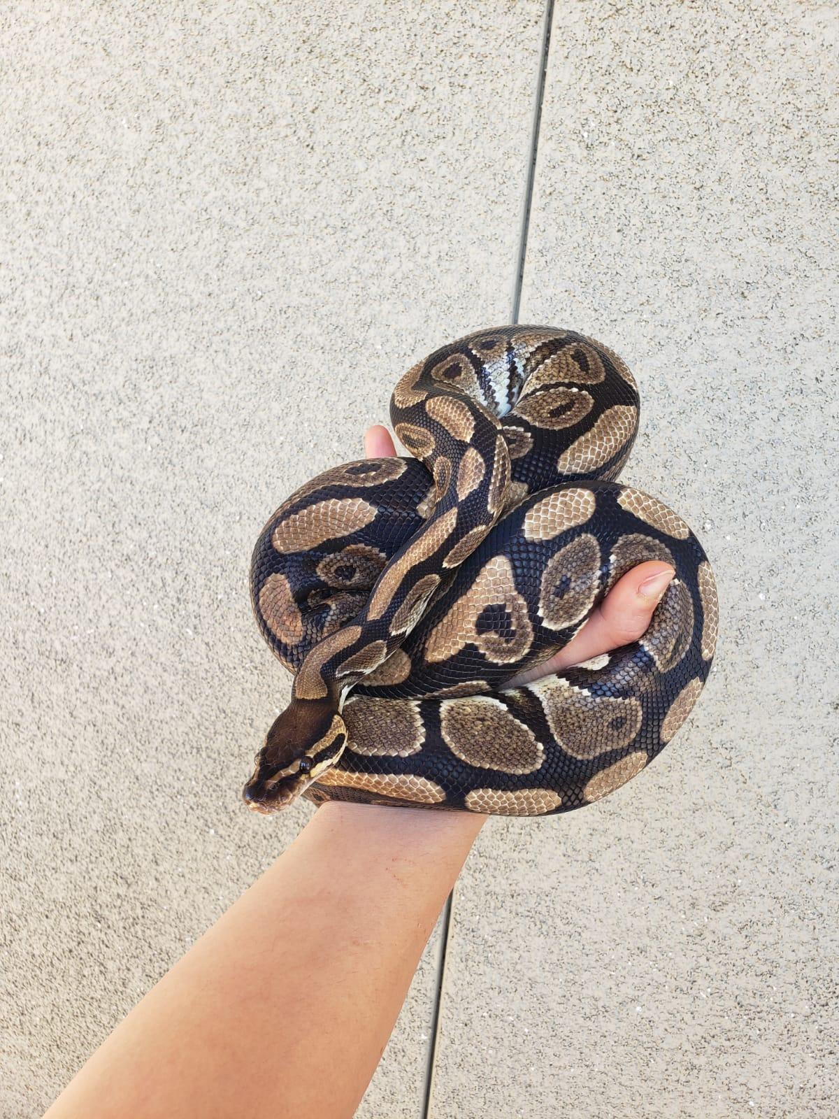 Enlarge Fettuccine #1242, a ADOPTABLE Ball Python in Vista, CA image 6/6