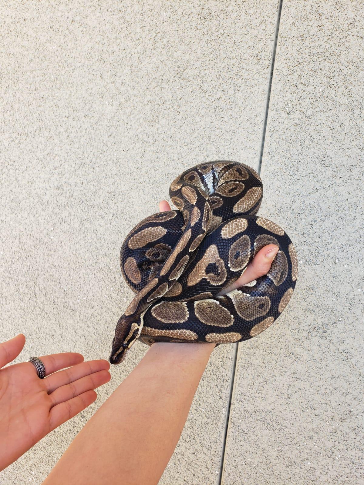 Enlarge Fettuccine #1242, a ADOPTABLE Ball Python in Vista, CA image 2/6