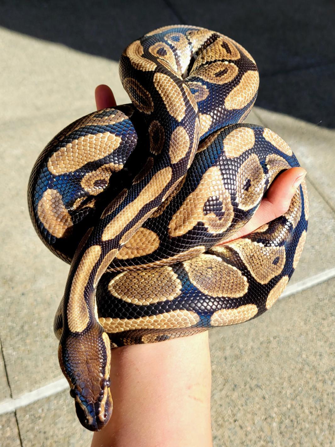 Fettuccine #1242, ADOPTABLE, Adult Unknown Ball Python.