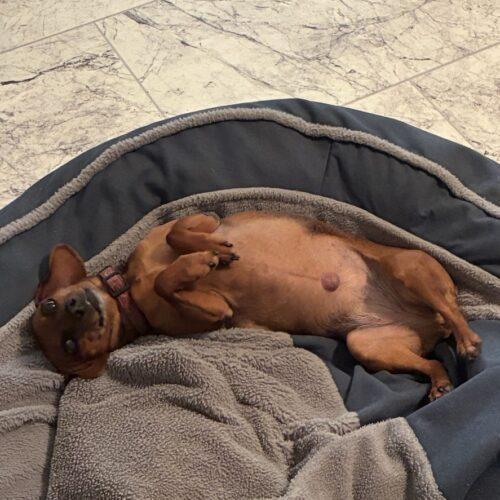 Cleo, Adoptable, Adult Female Miniature Dachshund & Miniature Pinscher.