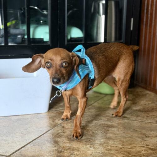 Enlarge Cleo, a Adoptable mixed breed in Broken Arrow, OK image 3/6