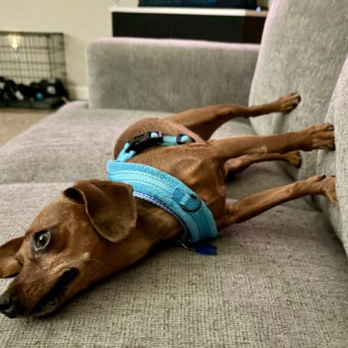 Enlarge Cleo, a Adoptable mixed breed in Broken Arrow, OK image 4/6