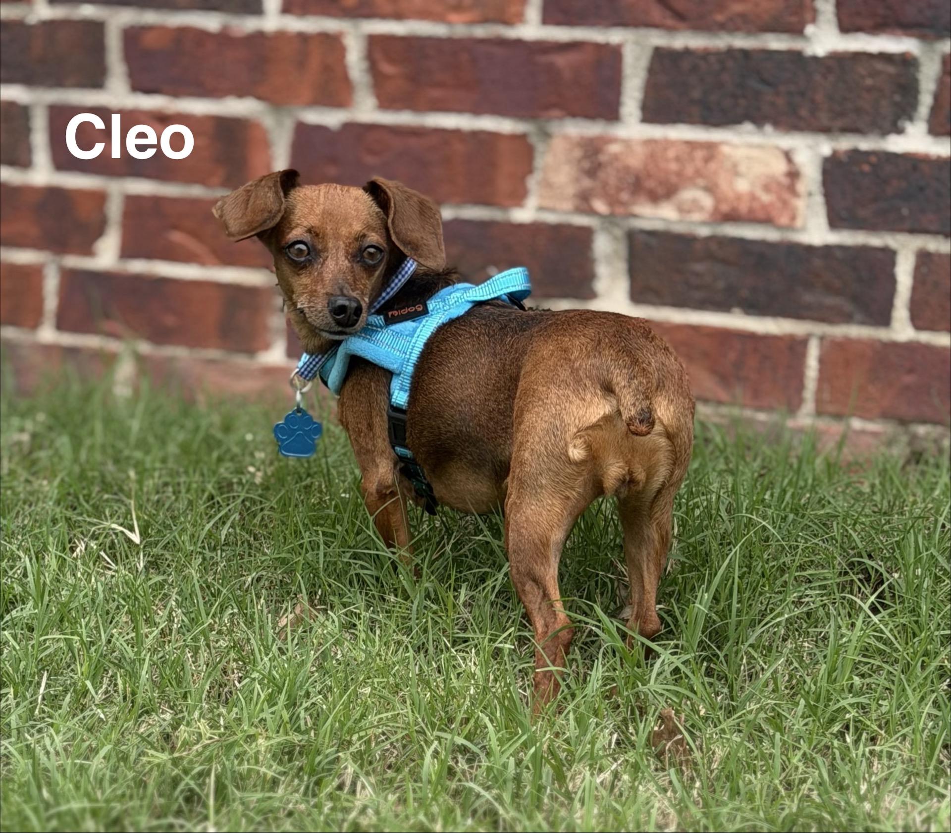 Enlarge Cleo, a Adoptable mixed breed in Broken Arrow, OK image 4/6