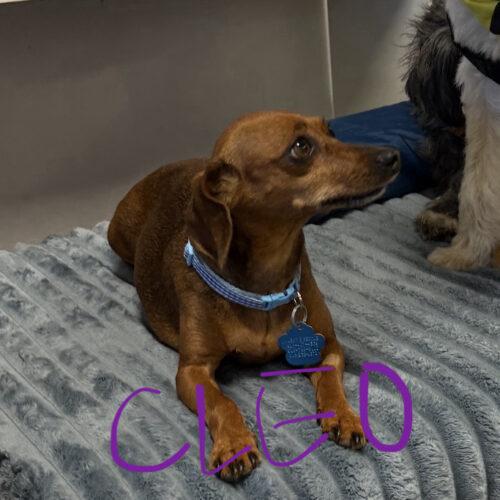 Enlarge Cleo, a Adoptable mixed breed in Broken Arrow, OK image 6/6