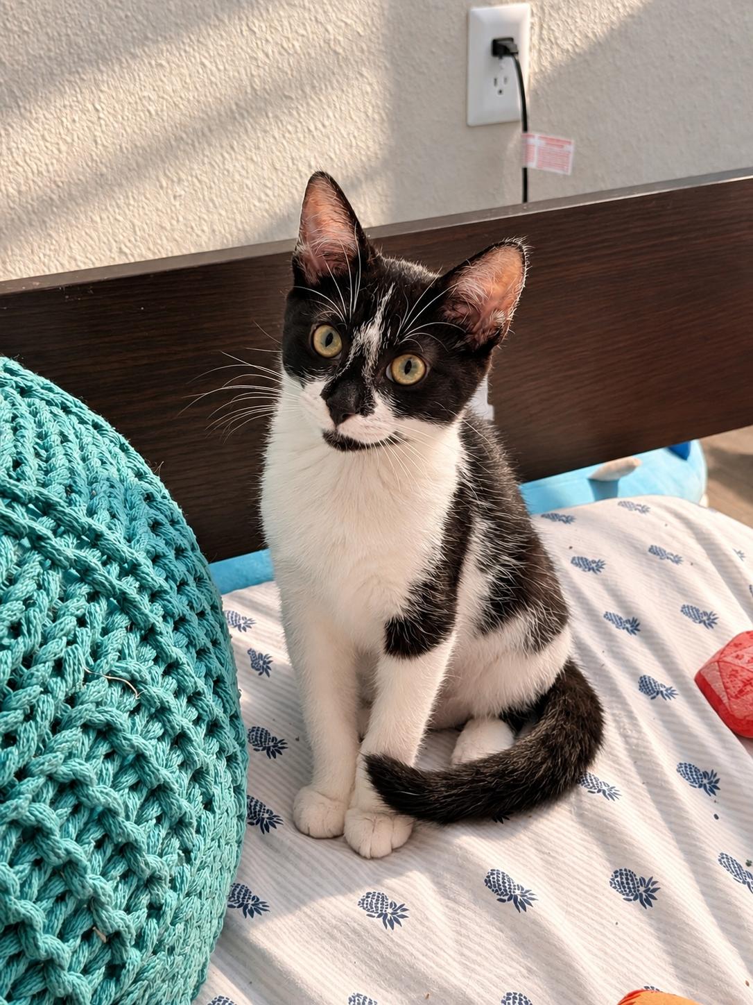 Oatmeal (The Breakfast Club), Adoptable, Kitten Female Domestic Short Hair.