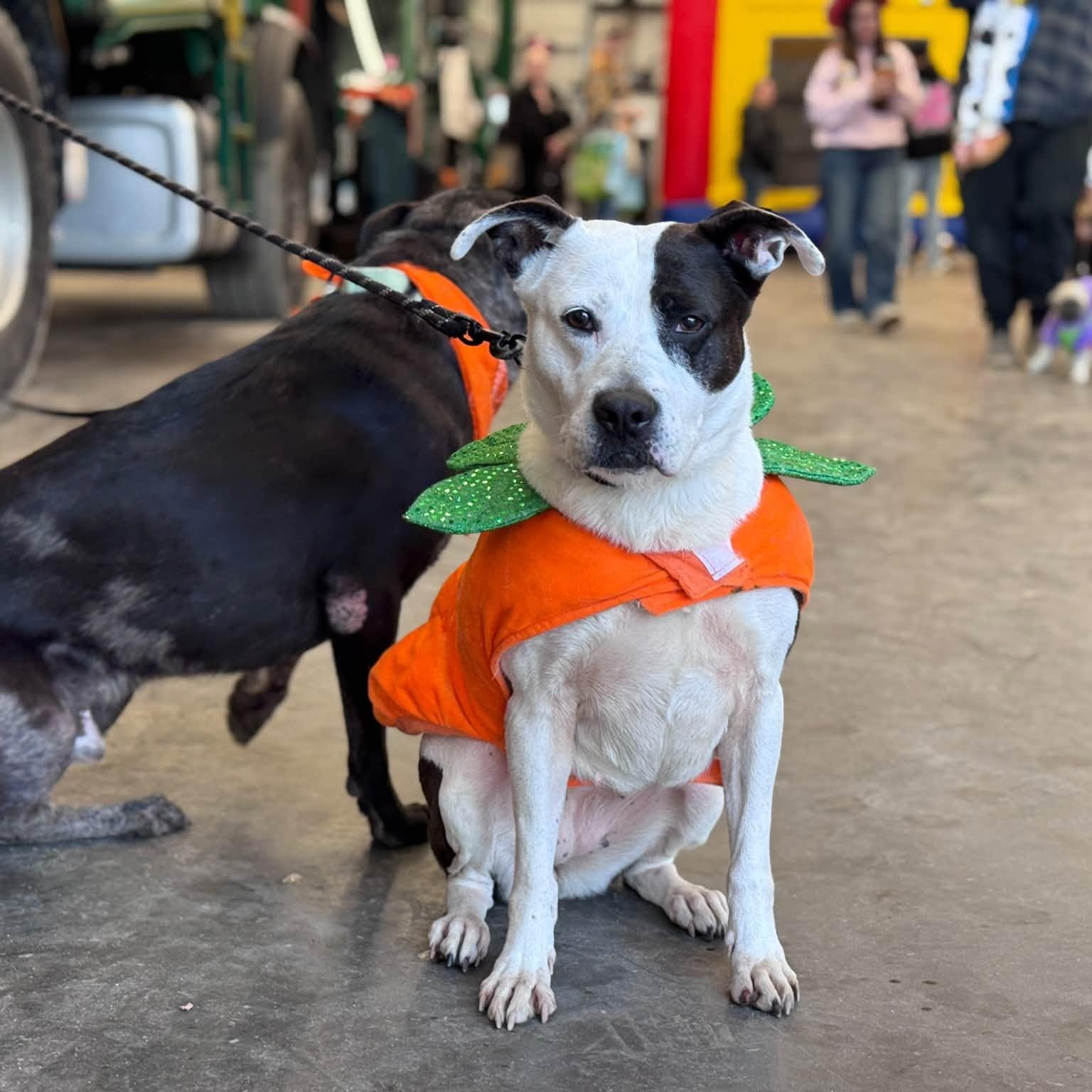 Enlarge Mooney (B), a Adoptable mixed breed in Hackensack, MN image 2/6