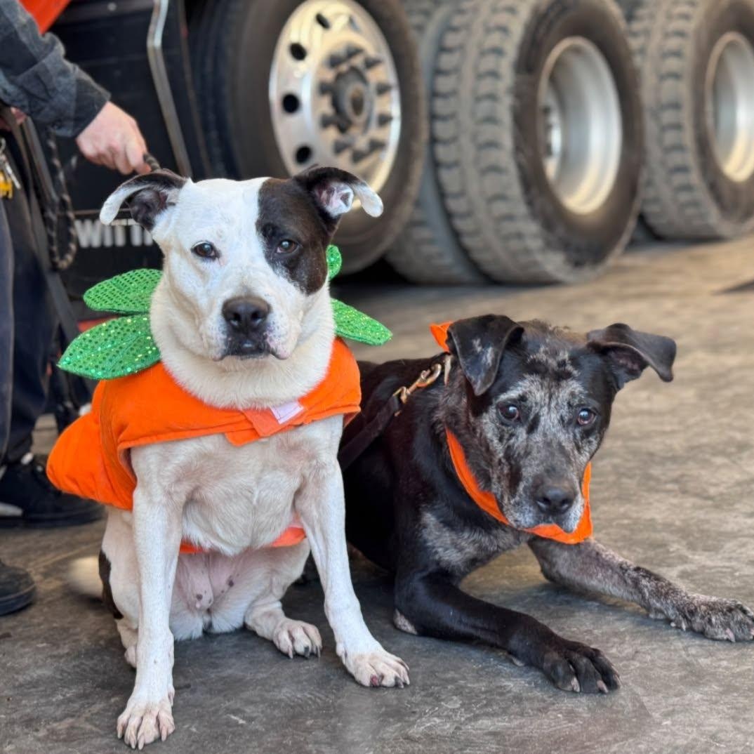 Enlarge Mooney (B), a Adoptable mixed breed in Hackensack, MN image 4/6
