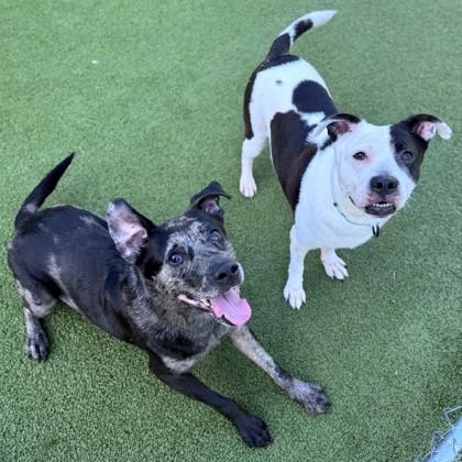 Enlarge Mooney (B), a ADOPTABLE mixed breed in Hackensack, MN image 2/3