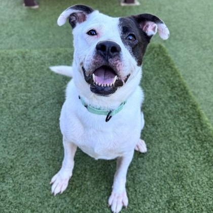 Enlarge Mooney (B), a ADOPTABLE mixed breed in Hackensack, MN image 1/3