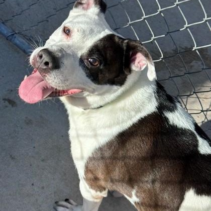 Enlarge Mooney (B), a ADOPTABLE mixed breed in Hackensack, MN image 3/3