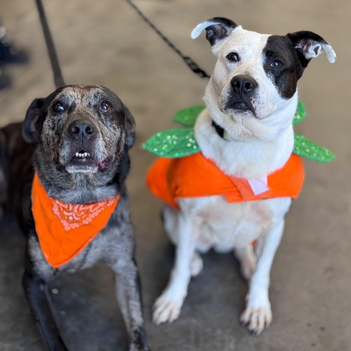 Enlarge Mooney (B), a Adoptable mixed breed in Hackensack, MN image 6/6