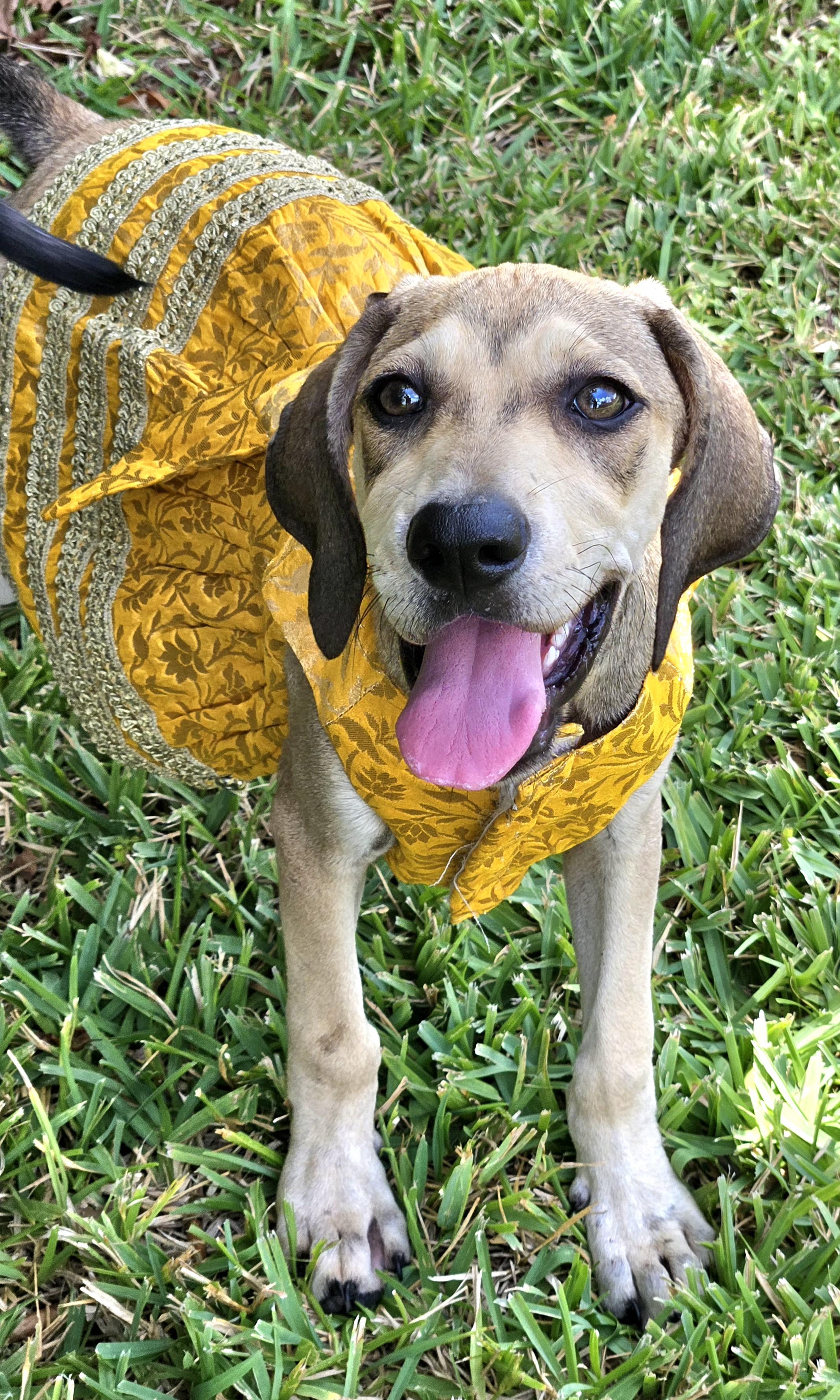 Eleanor, Adoptable, Puppy Female Black Mouth Cur & Coonhound.