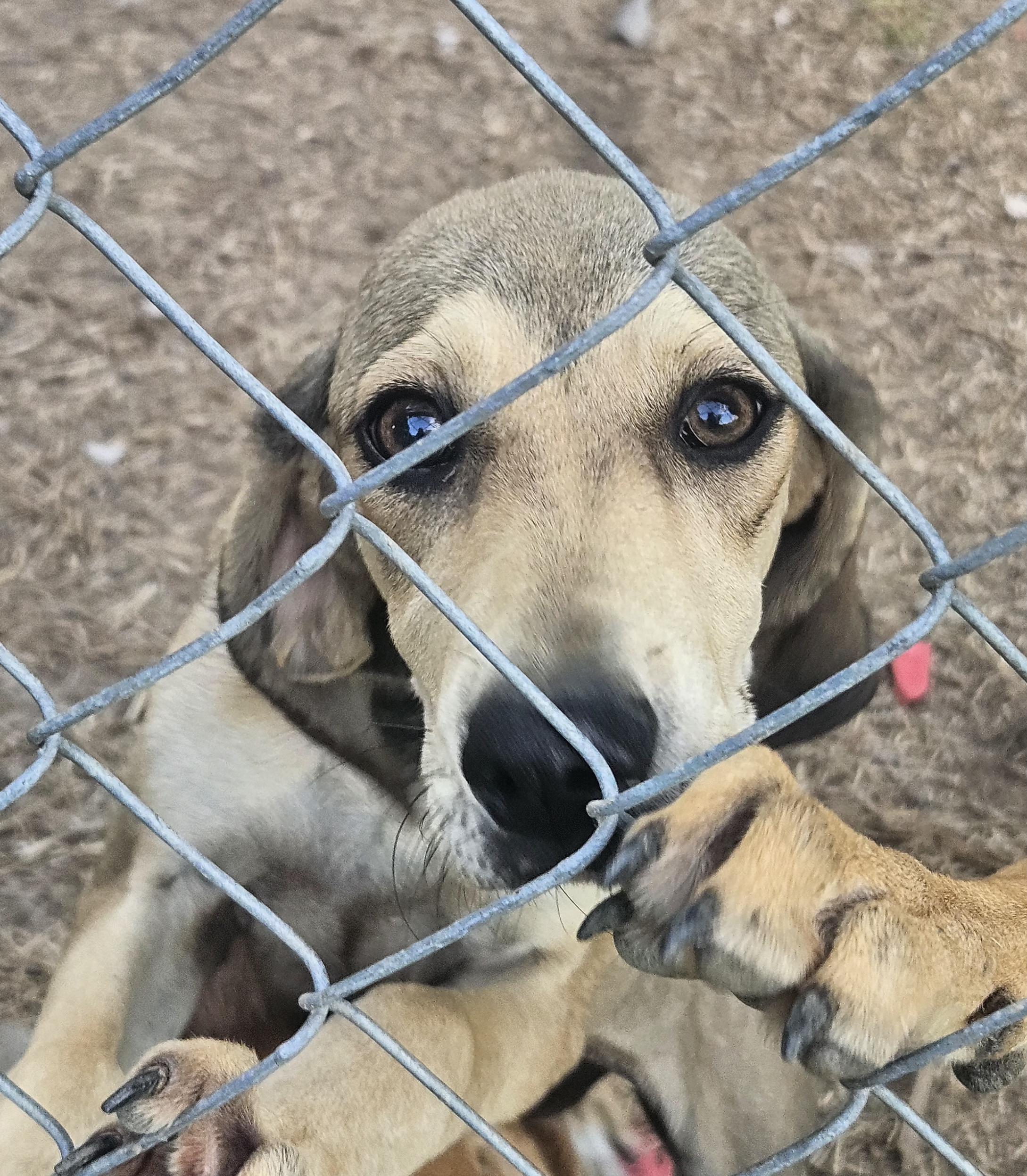 Eleanor, a Adoptable mixed breed in Dickinson, TX image 3/4