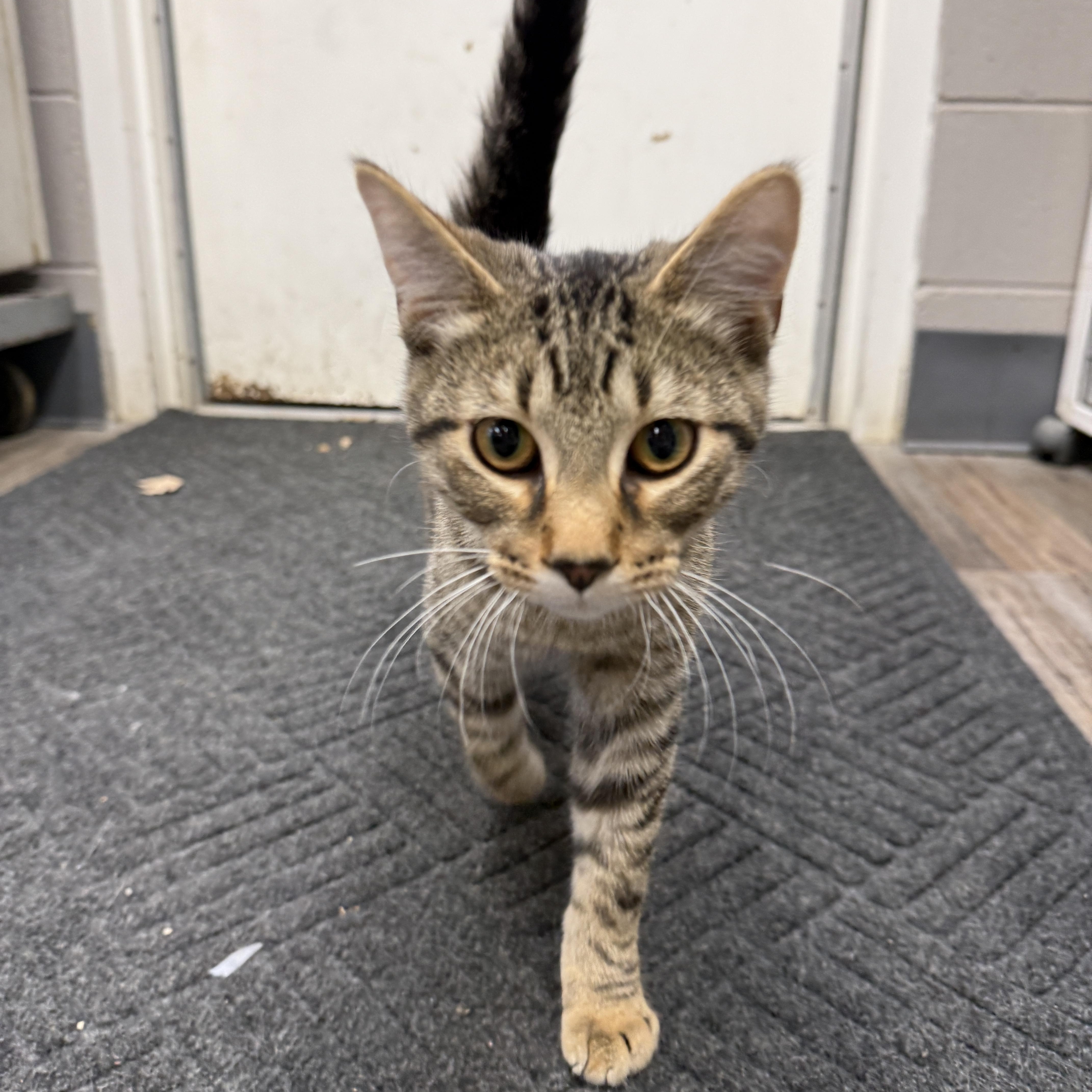 Enlarge Lupine, a Adoptable Domestic Short Hair in Oconto, WI image 1/2