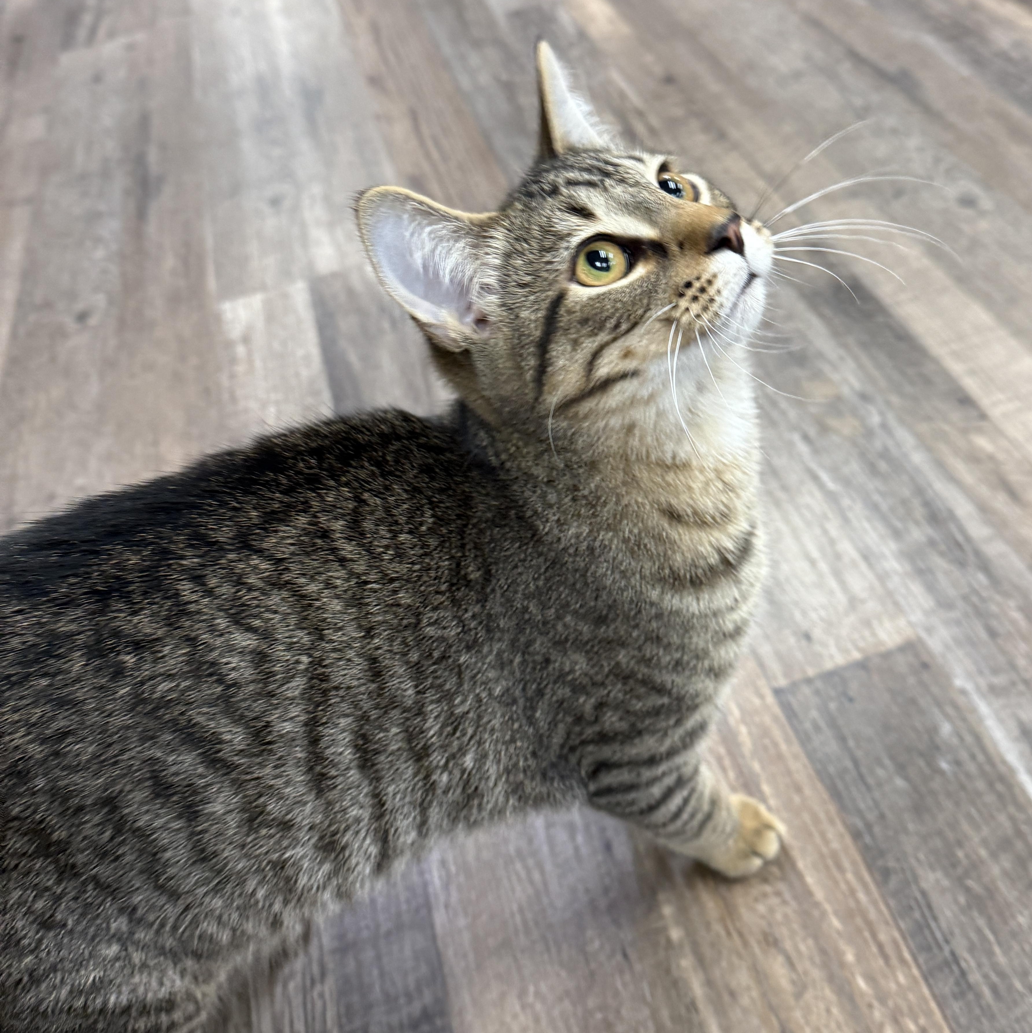 Enlarge Lupine, a Adoptable Domestic Short Hair in Oconto, WI image 2/2