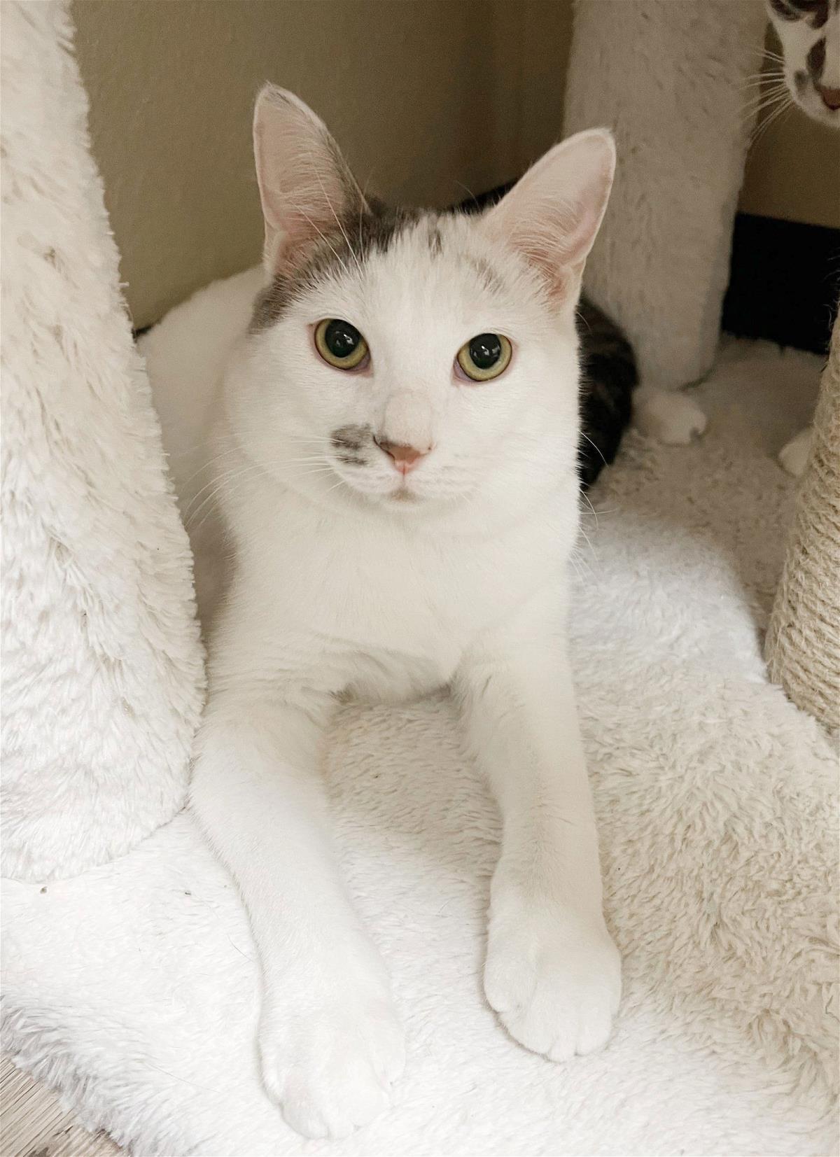 Enlarge Oscarita Roofcat, a Adoptable Domestic Short Hair in Chandler, AZ image 2/3