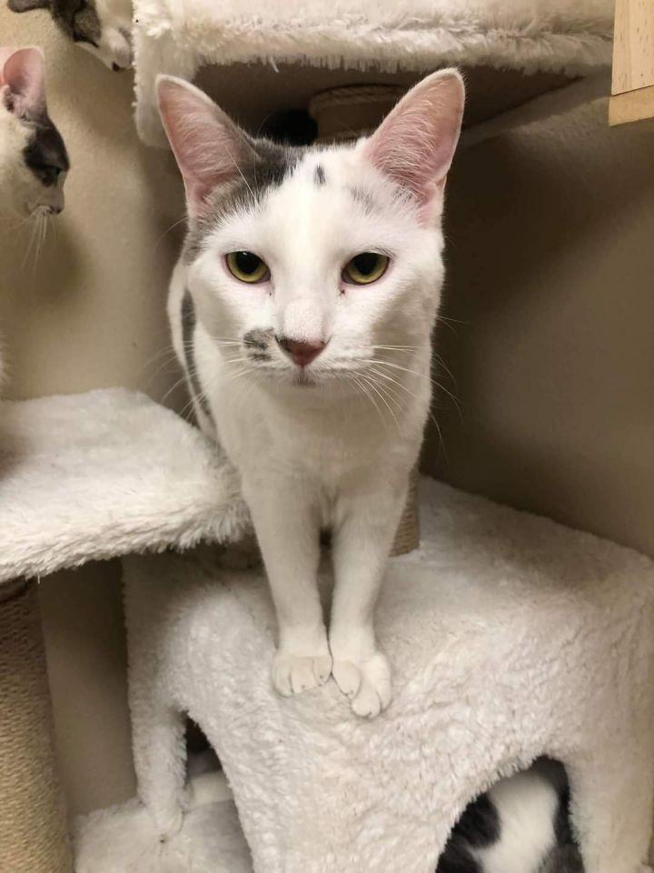 Enlarge Oscarita Roofcat, a Adoptable Domestic Short Hair in Chandler, AZ image 3/3