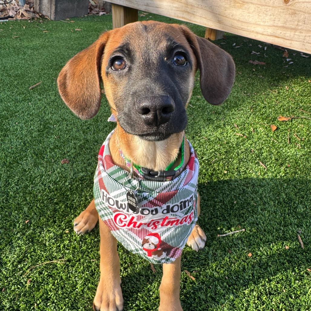 Pugsley, Adoptable, Puppy Male Mixed Breed.