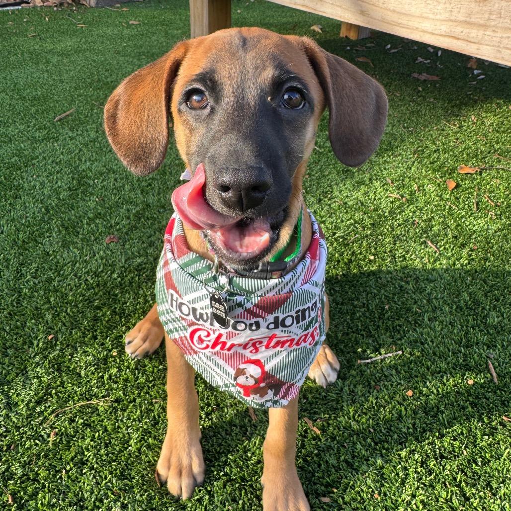 Enlarge Pugsley, a Adoptable Mixed Breed in Summerfield, NC image 2/6