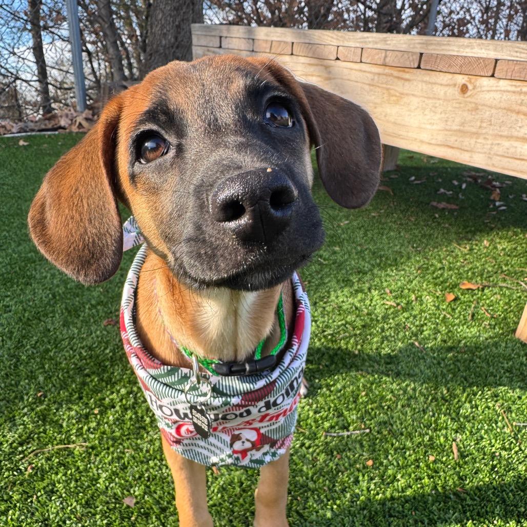 Enlarge Pugsley, a Adoptable Mixed Breed in Summerfield, NC image 3/6