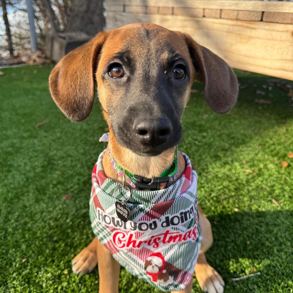 Enlarge Pugsley, a Adoptable Mixed Breed in Summerfield, NC image 4/6