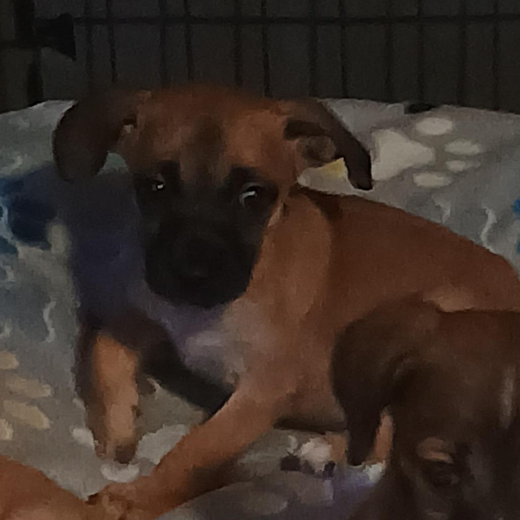 Enlarge Pugsley, a Adoptable Mixed Breed in Summerfield, NC image 5/6