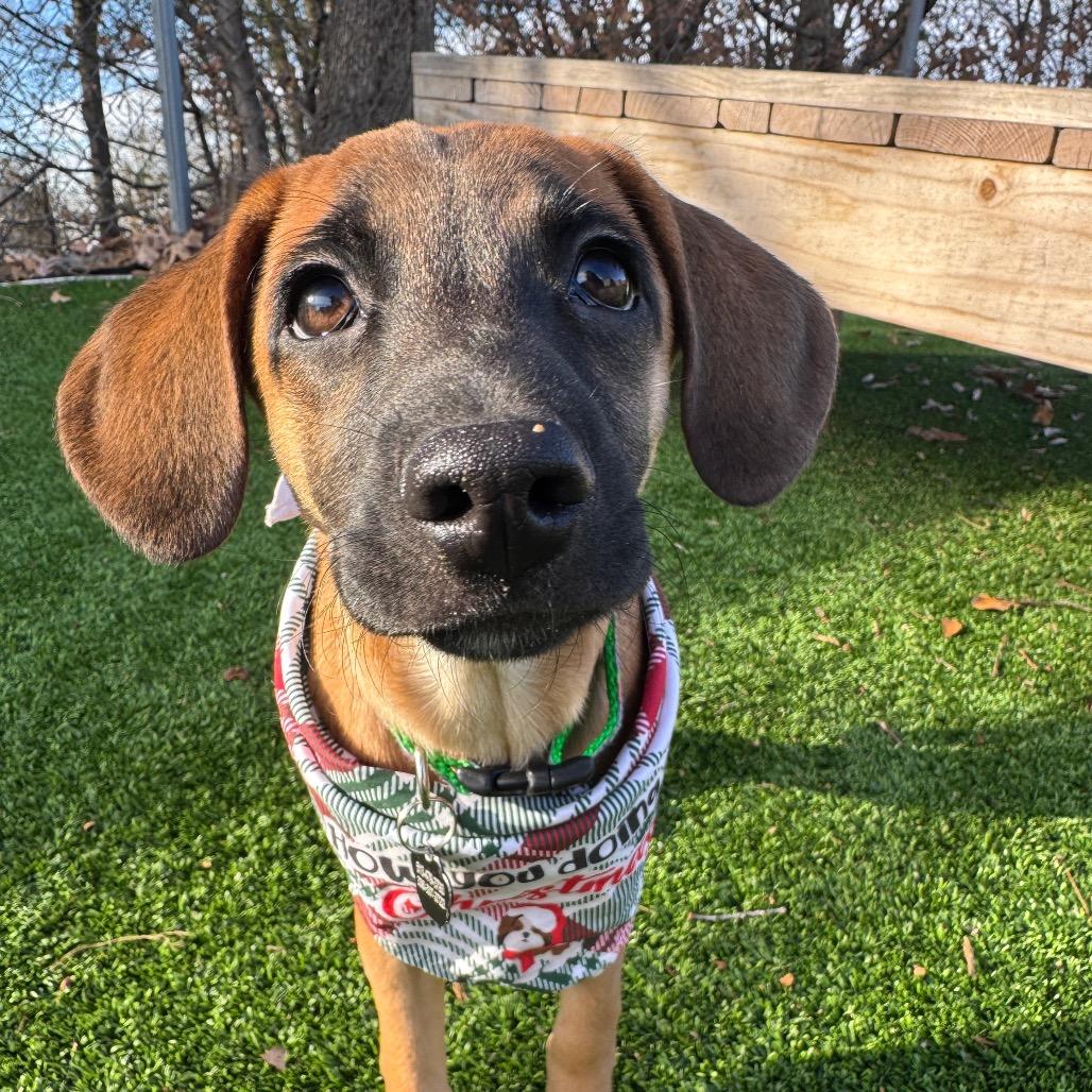 Enlarge Pugsley, a Adoptable Mixed Breed in Summerfield, NC image 6/6
