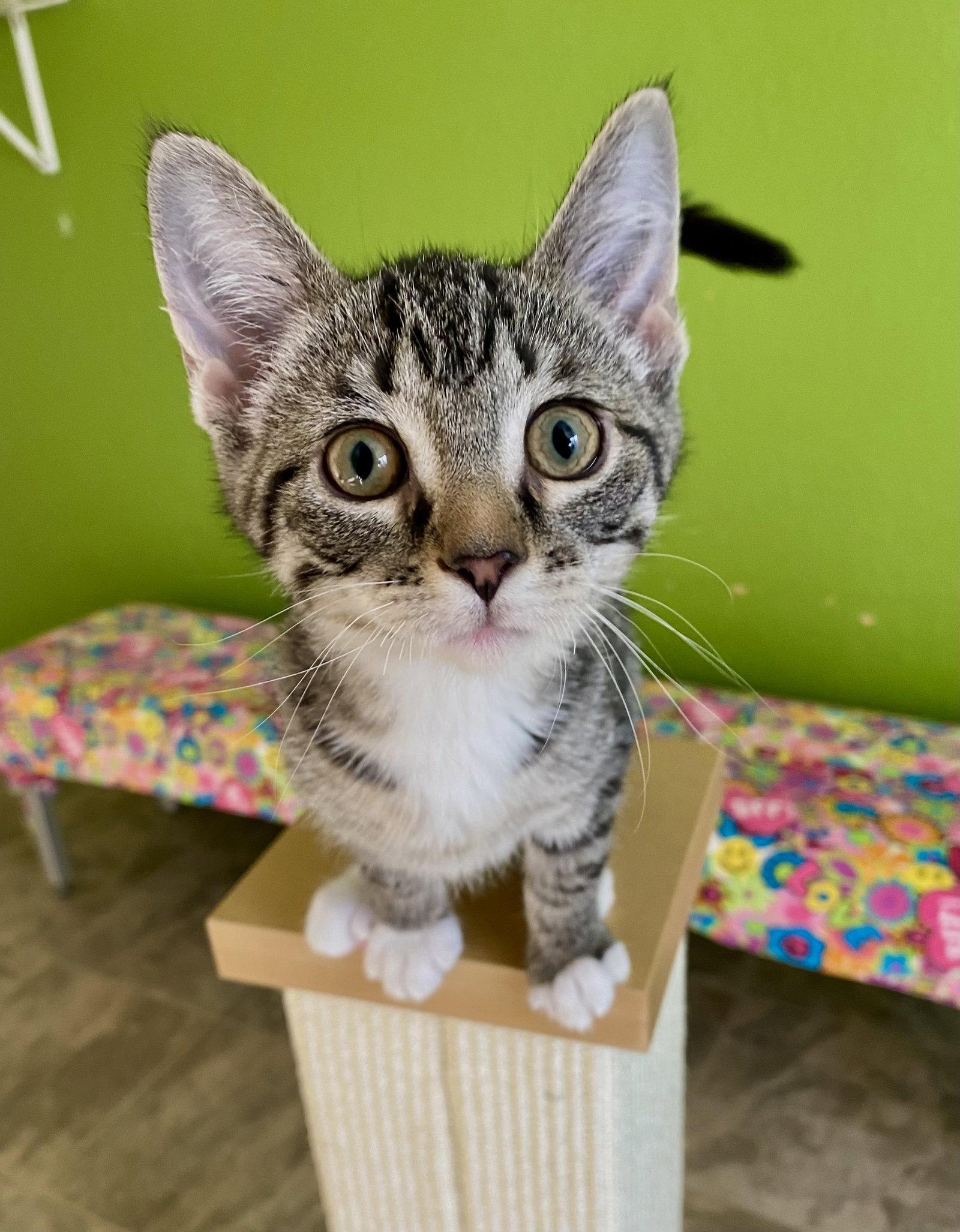 Spark, Adopted, Young Male Domestic Short Hair & Tabby.