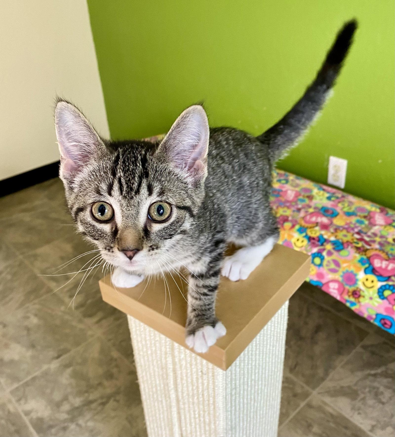 Enlarge Spark, a Adopted mixed breed in Fargo, ND image 2/2