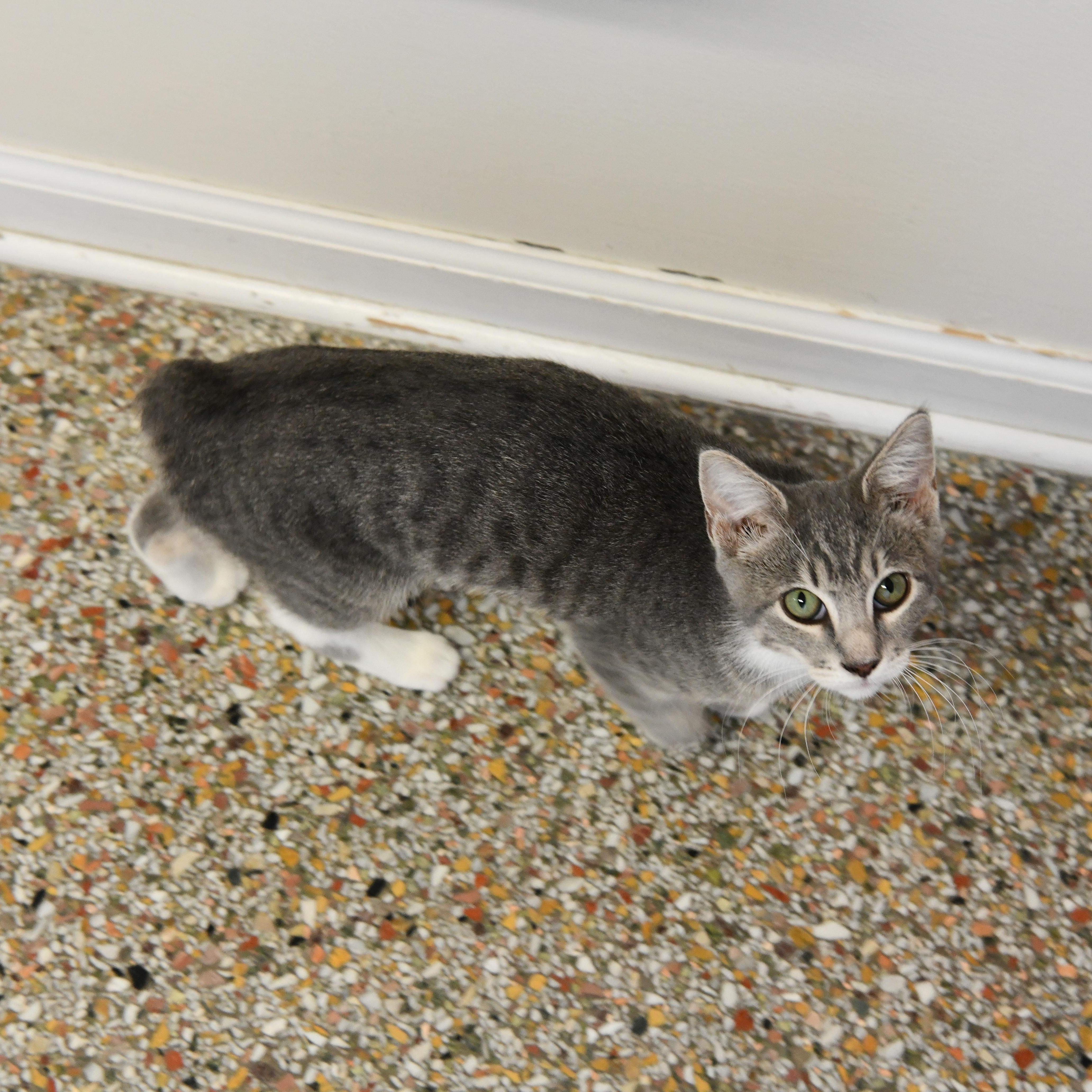Peanut, adopted, Kitten Male American Bobtail.